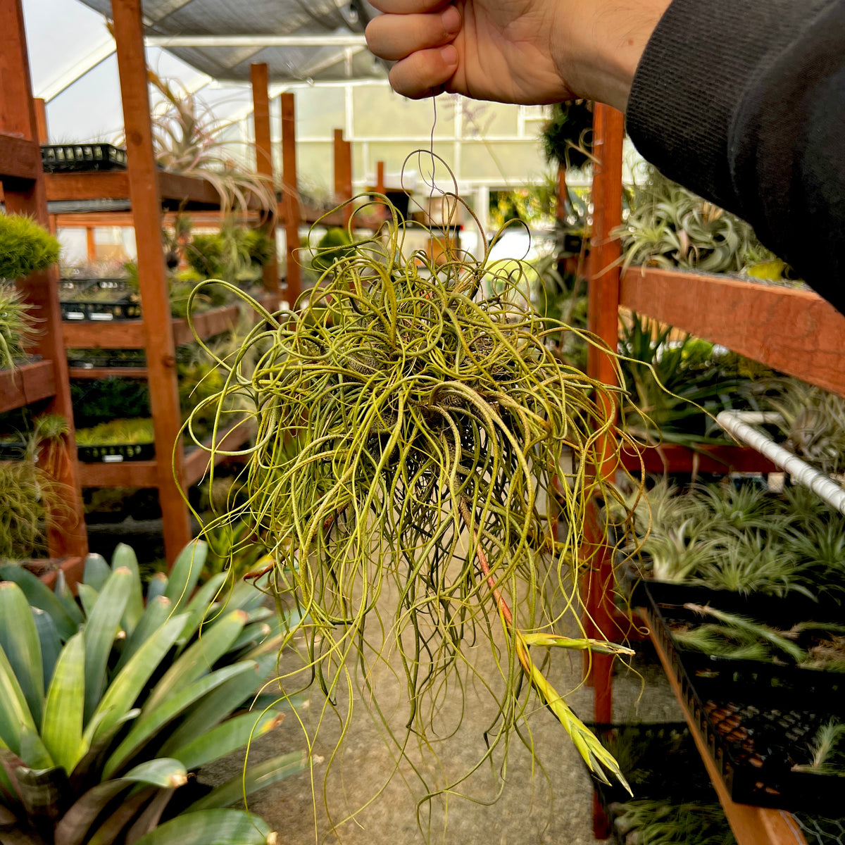 Butzii (Guat) Clump XL | Air Plant Hub