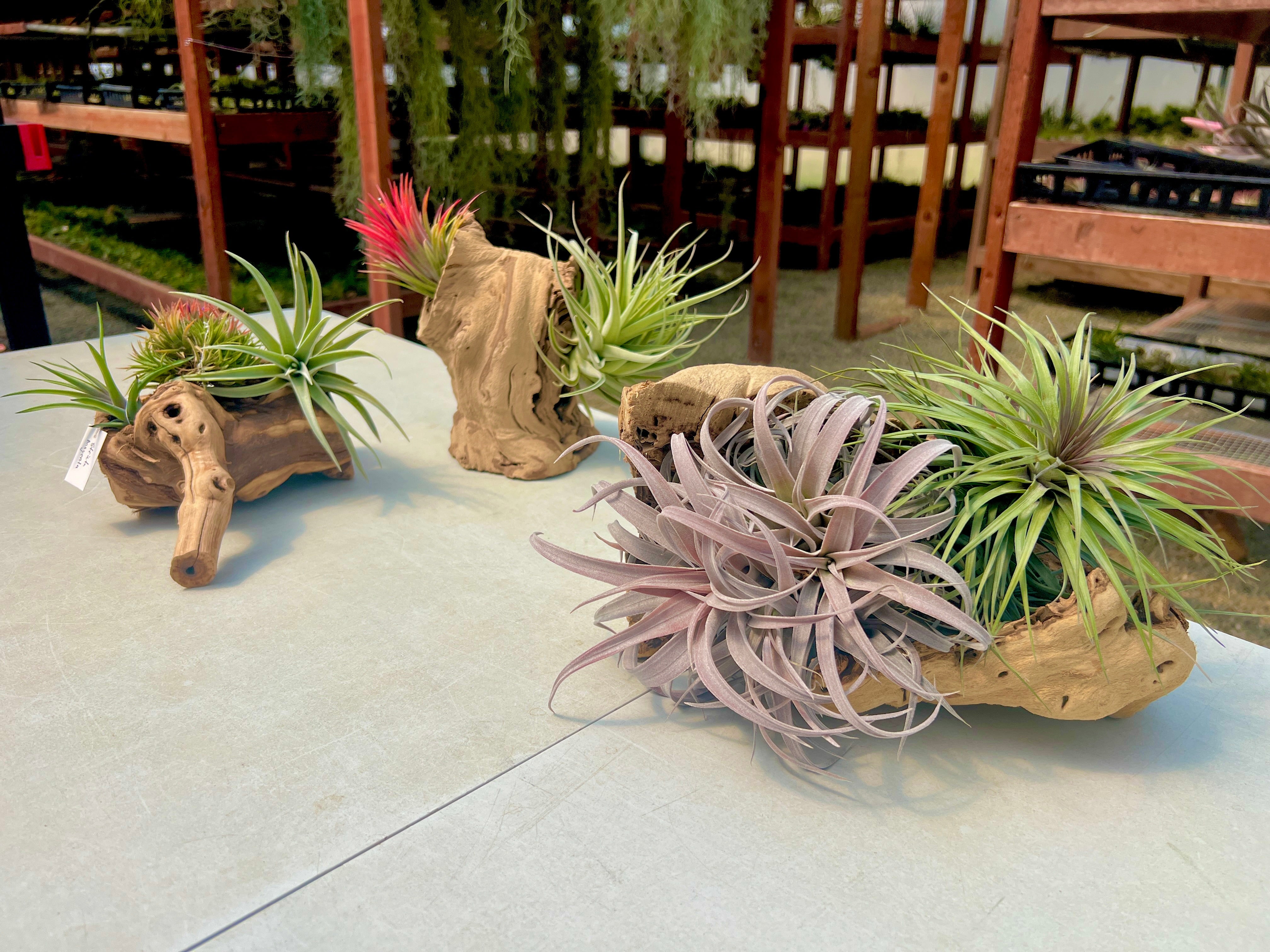 Air Plant + Accessories Mystery Box <br> LIMITED TIME SPECIAL DISCOUNT! <br> 5 Tiers Available