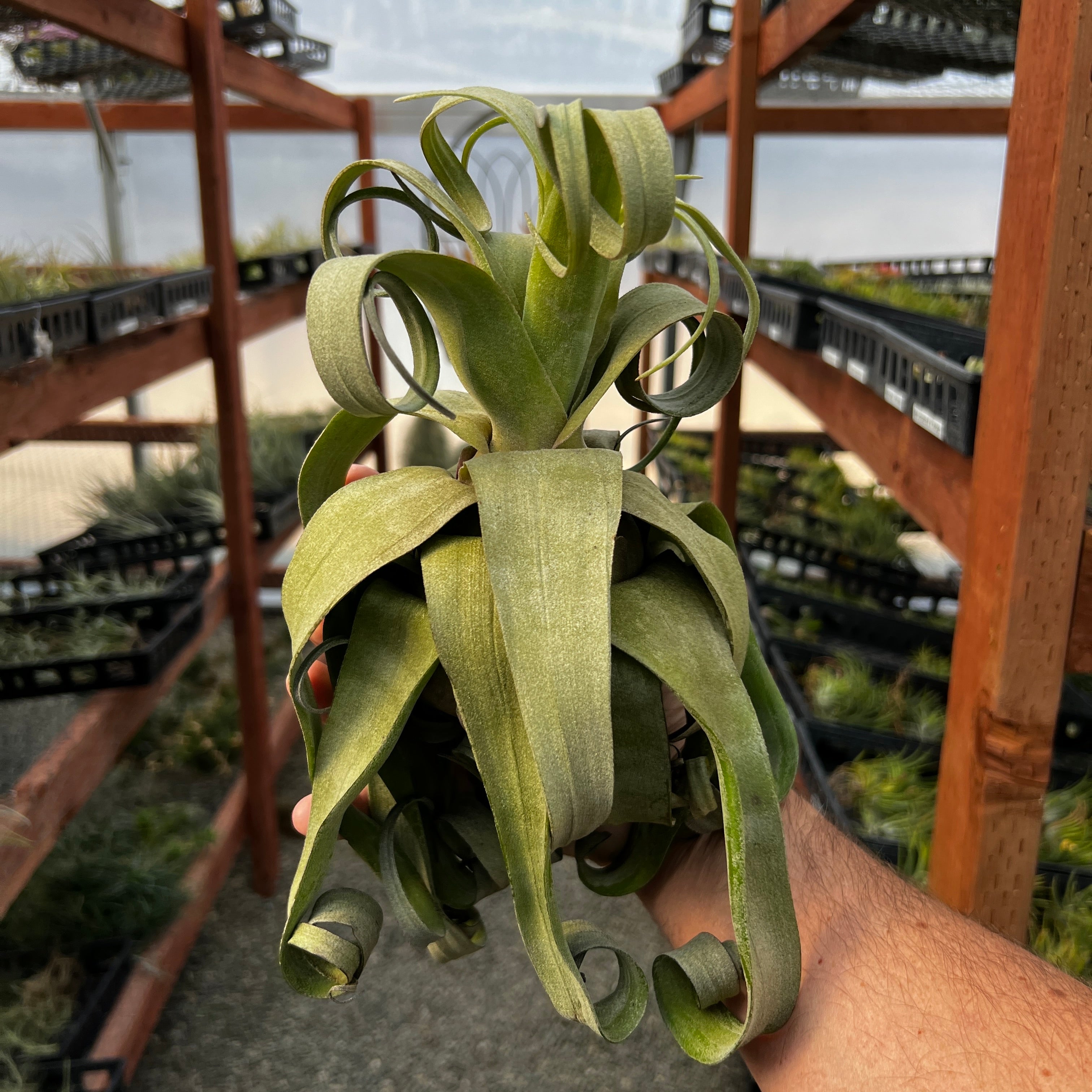 Streptophylla Giant