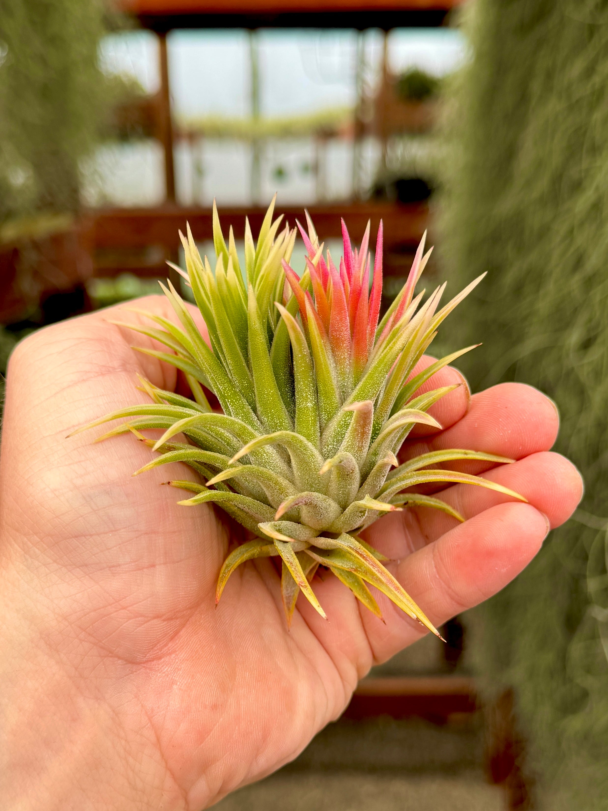 XL プレミアム イオナンサ セレクション