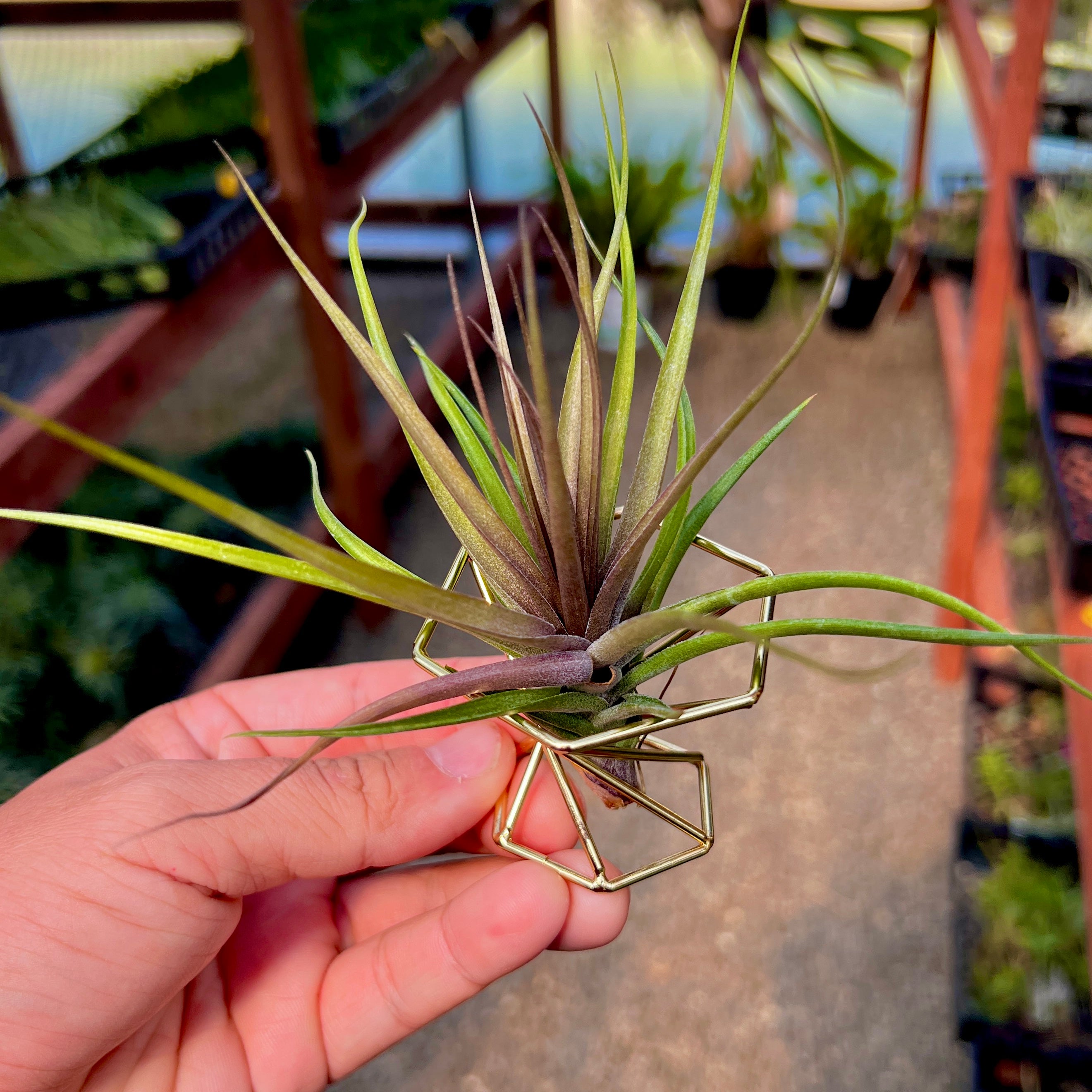 Gold Geometric Air Plant Holder