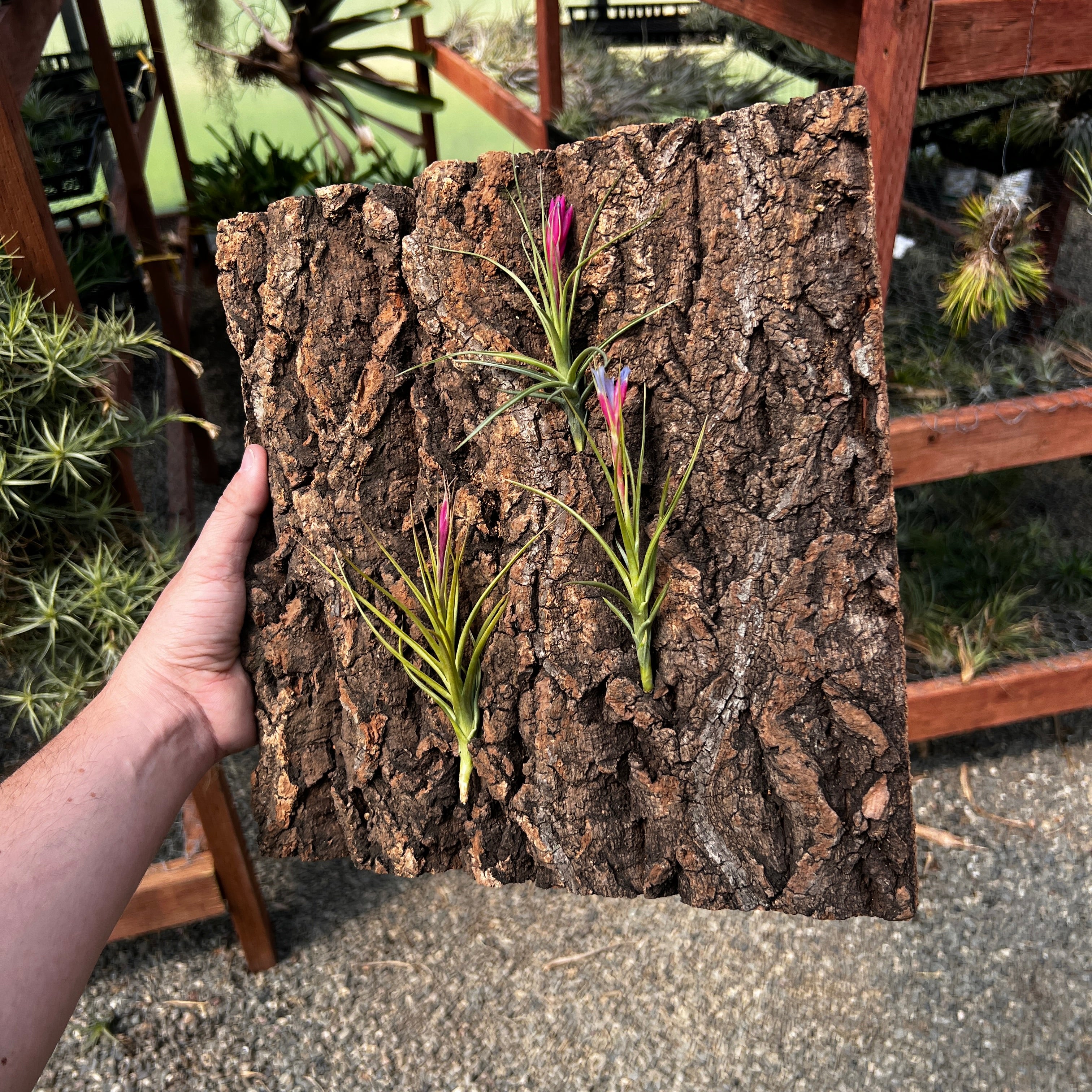 Virgin Cork Bark Flats (Large) <br> Perfect For Mounting Or Terrarium Backdrops