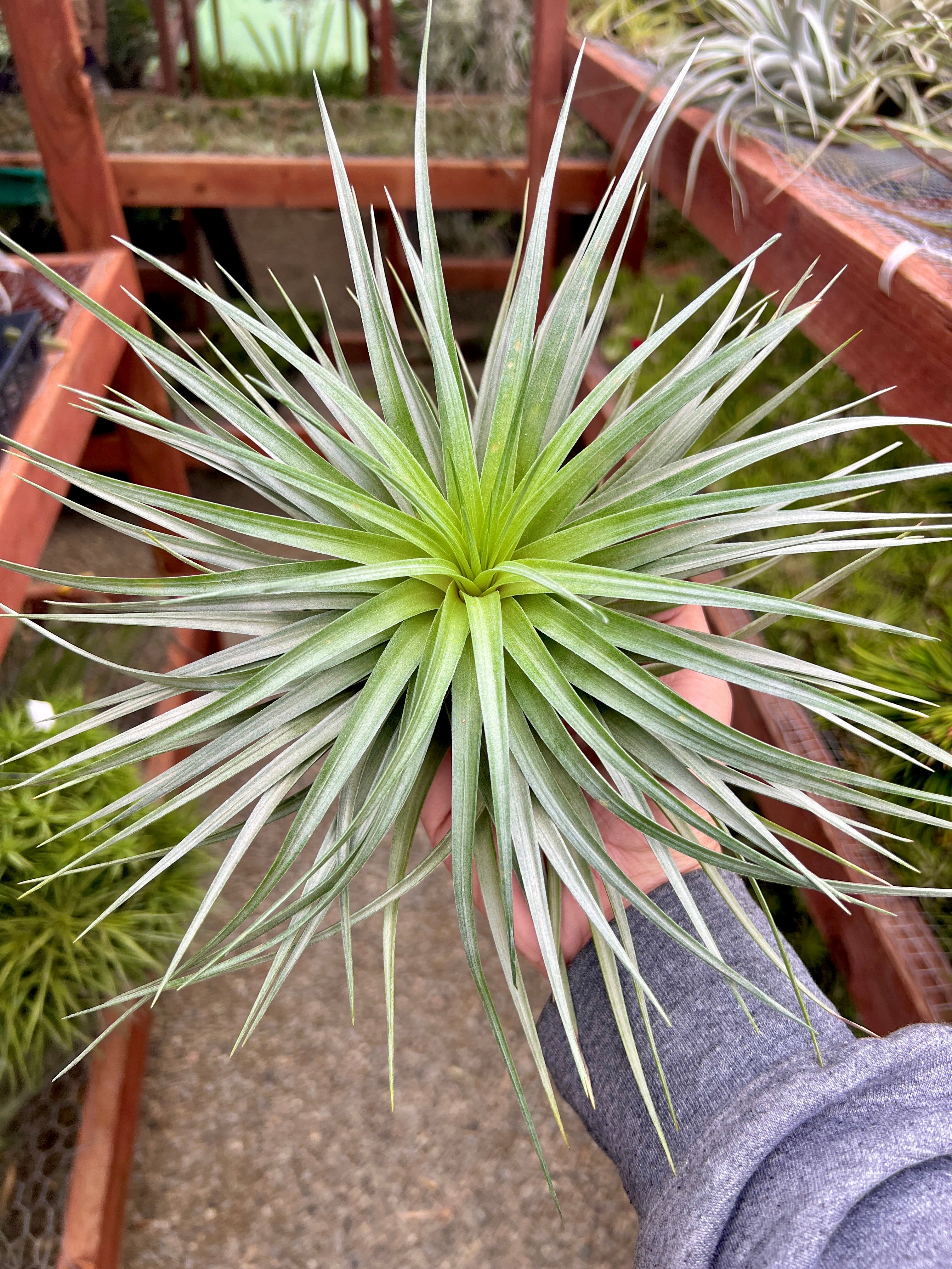 コレクターズスペシャル(2018/11/23更新) – Air Plant Hub