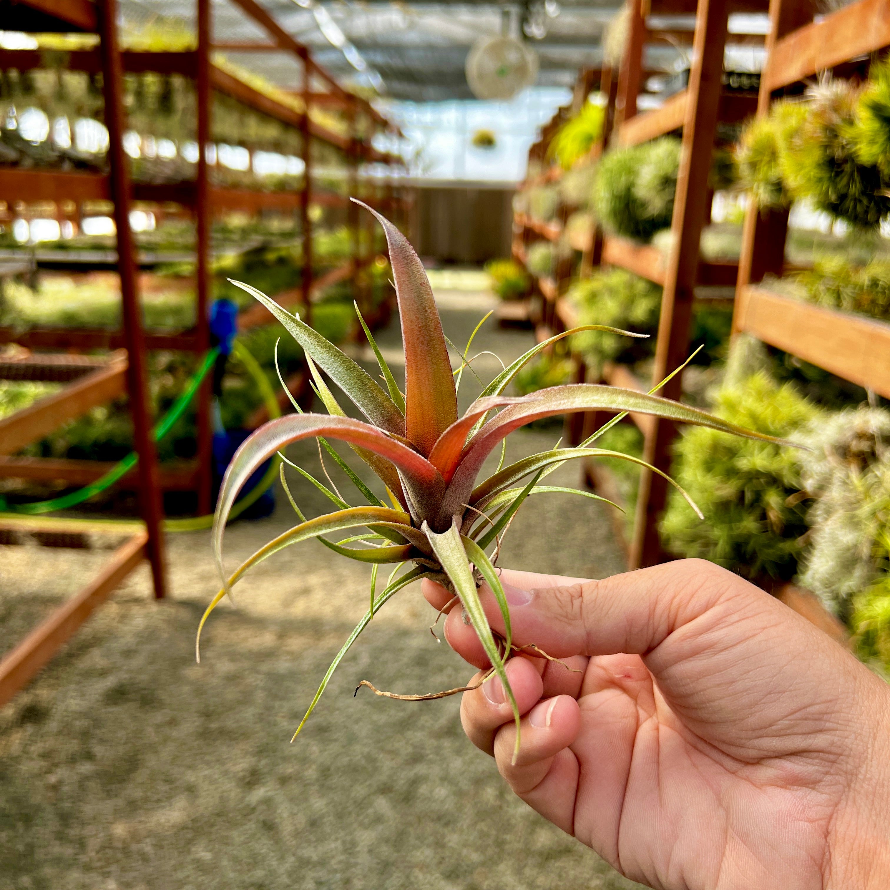 Krukoffiana <br> (Can Grow 2+ Feet!)