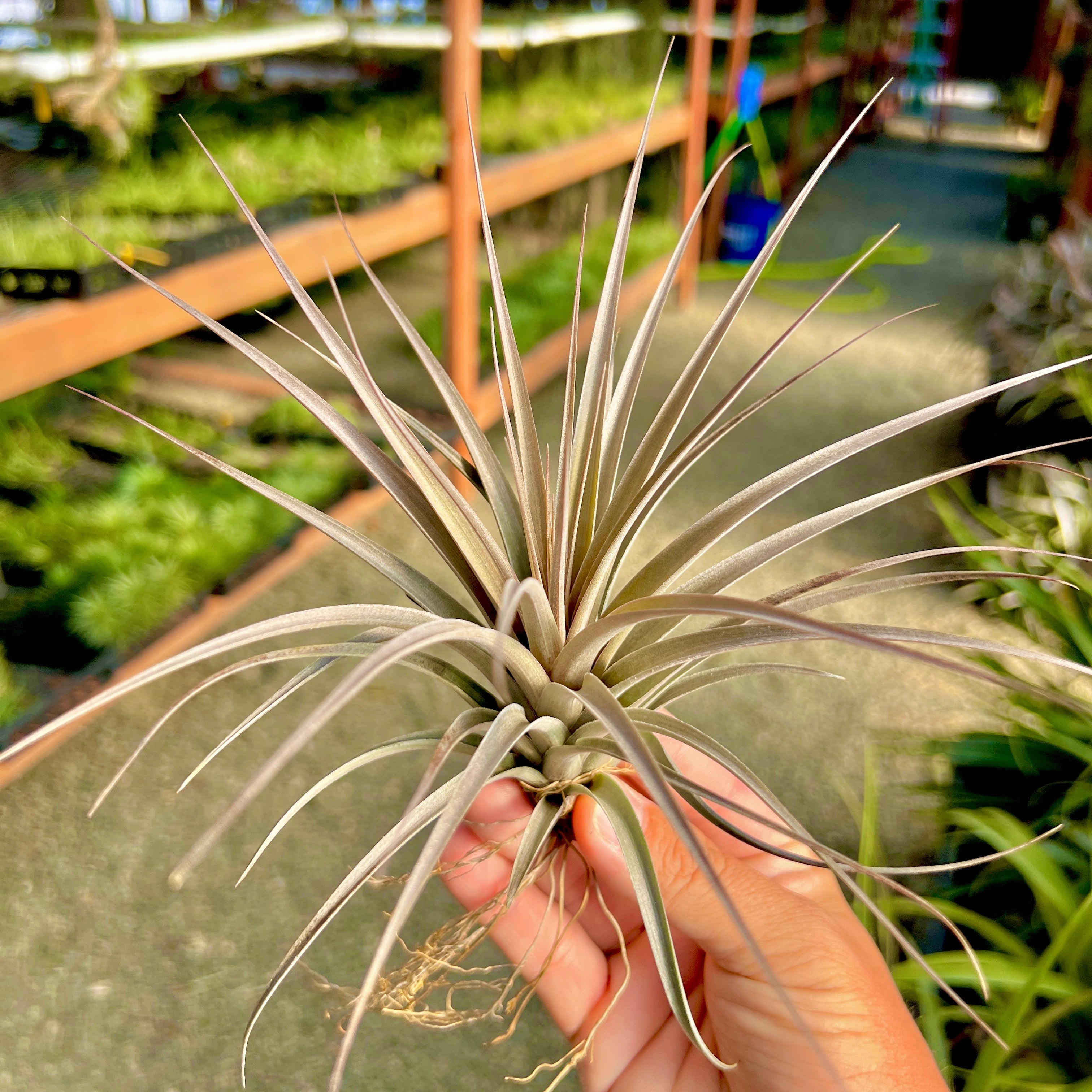 vernicosa air plant Vernicosa Purple
