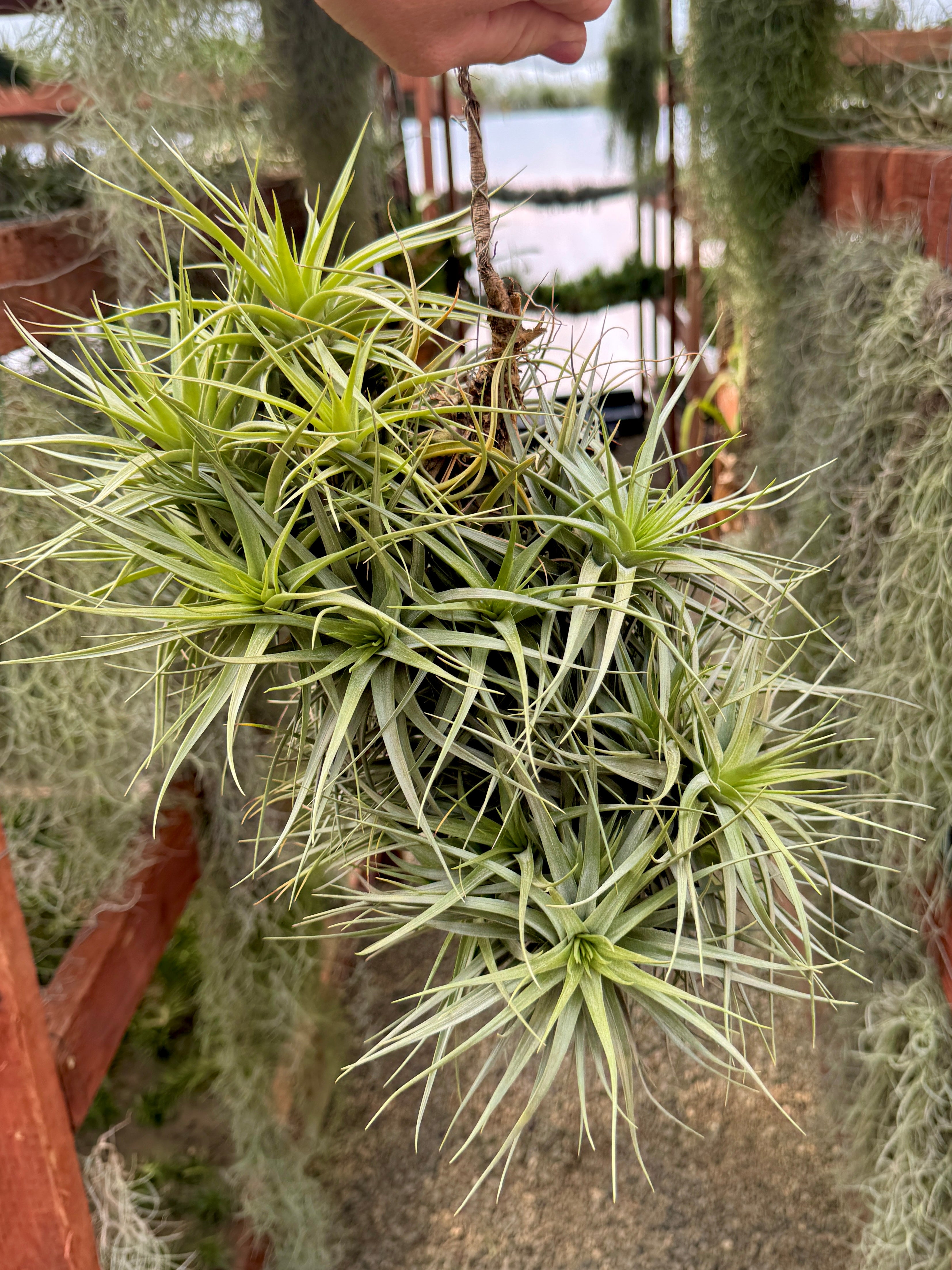 XXL Hybrid Air Plant Clumps <br> (Exact Plant Pictured!)