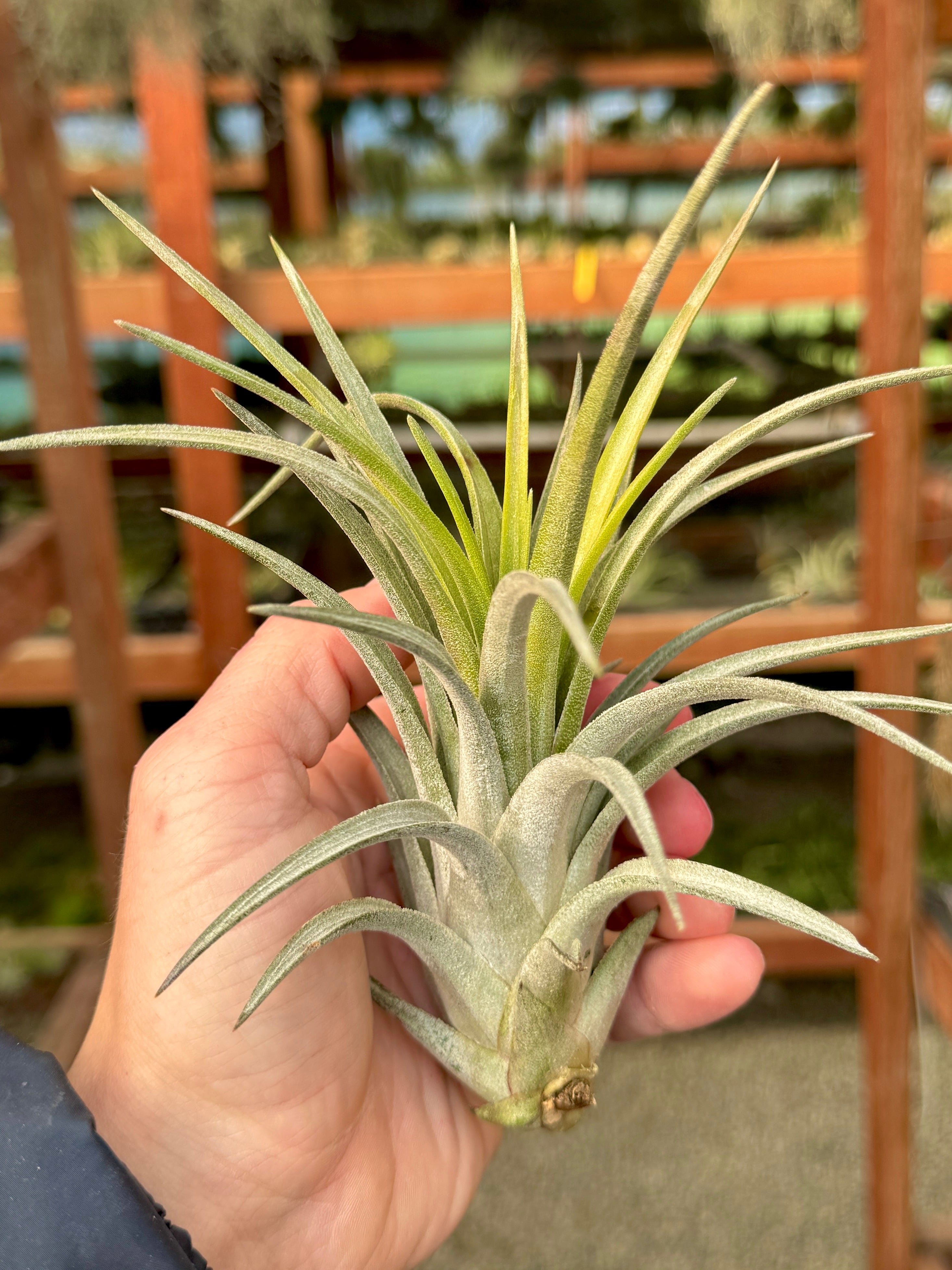 Chiapensis x Mitlaensis (RARE Large Hybrid) – Air Plant Hub