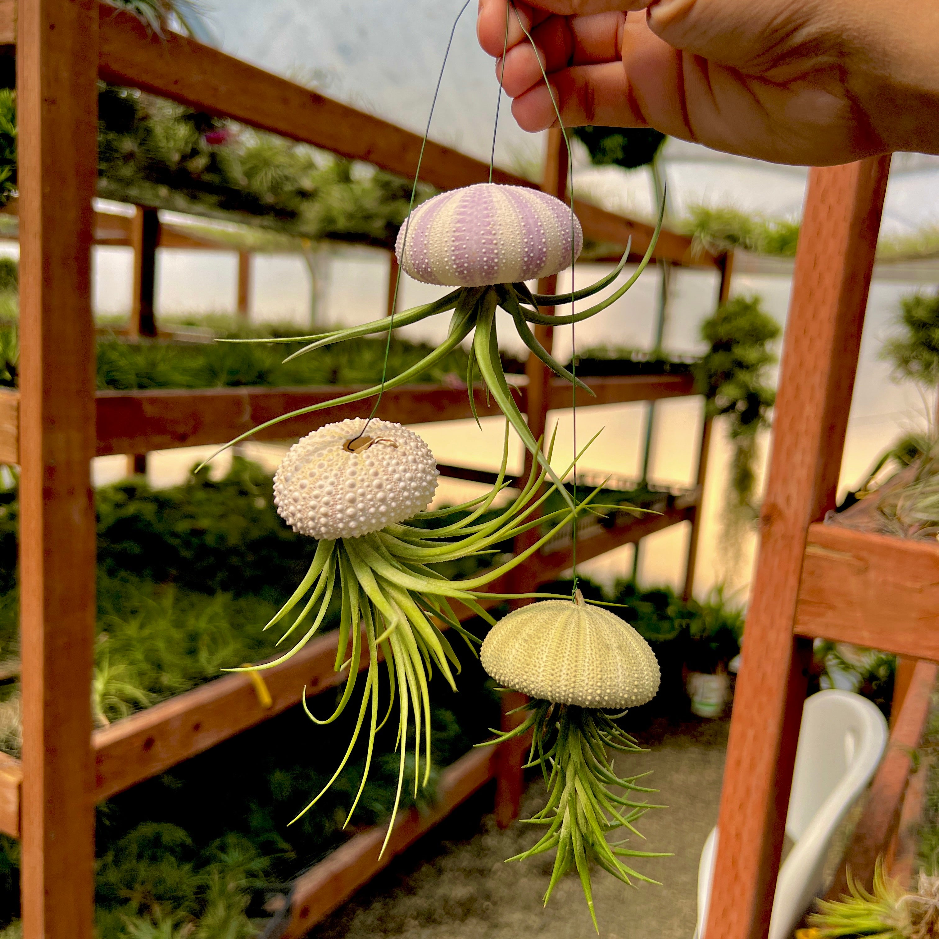 jellyfish succulents Premium Hanging Urchin Air Plant Jellyfish Multipack 6 Pack
