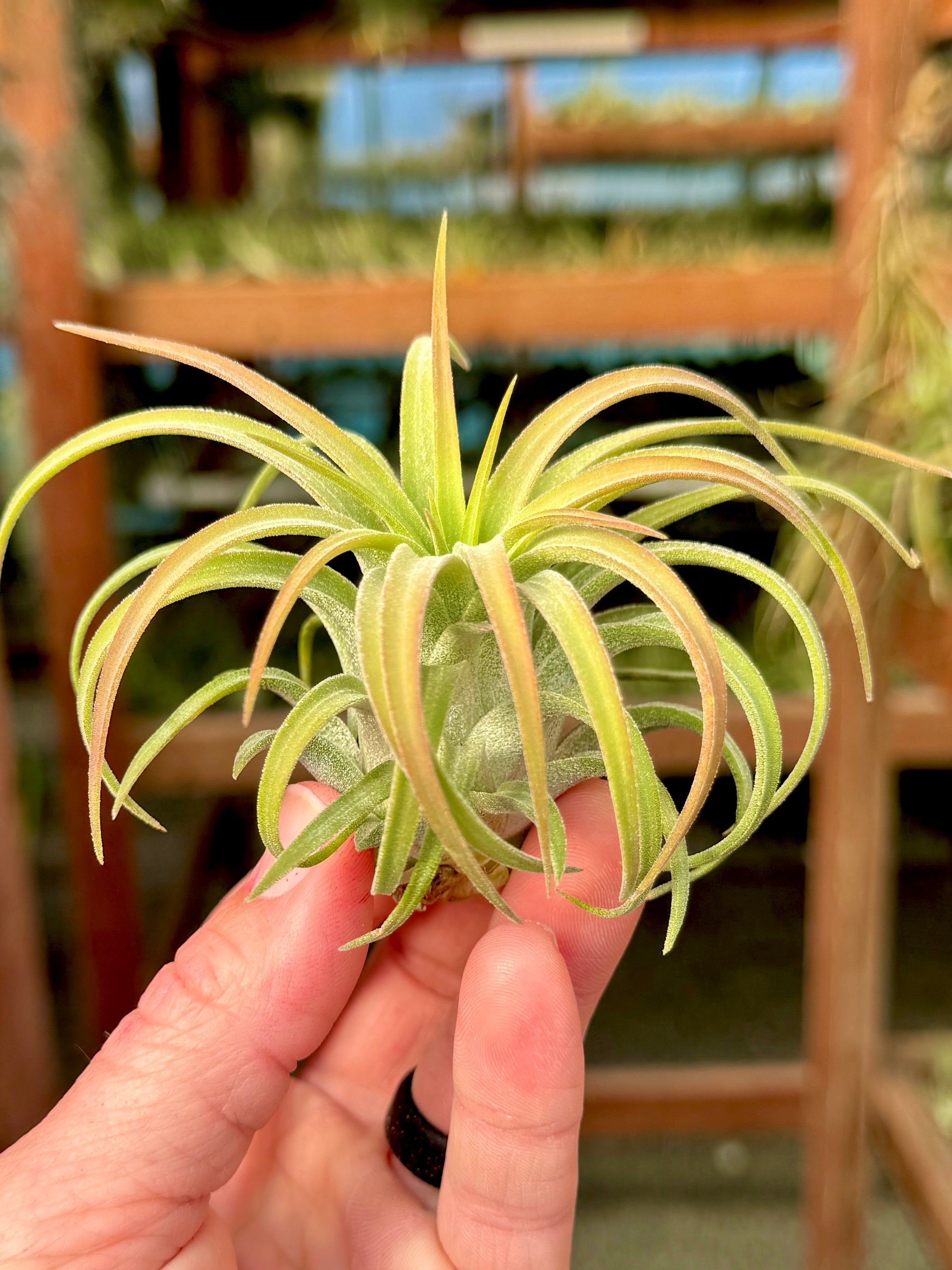 Ionantha Maxima Giant Form