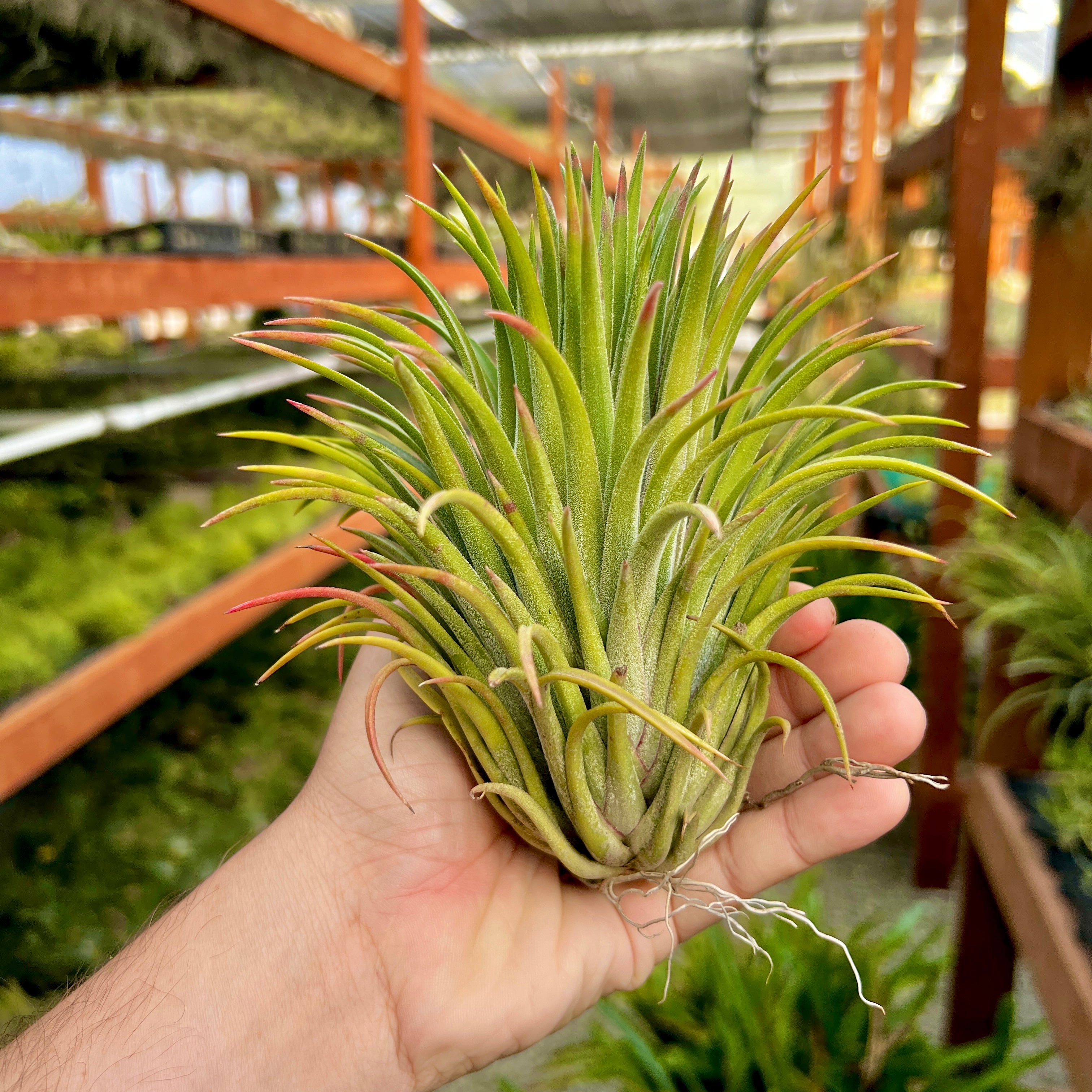 Ionantha Curly Giant XL Selections