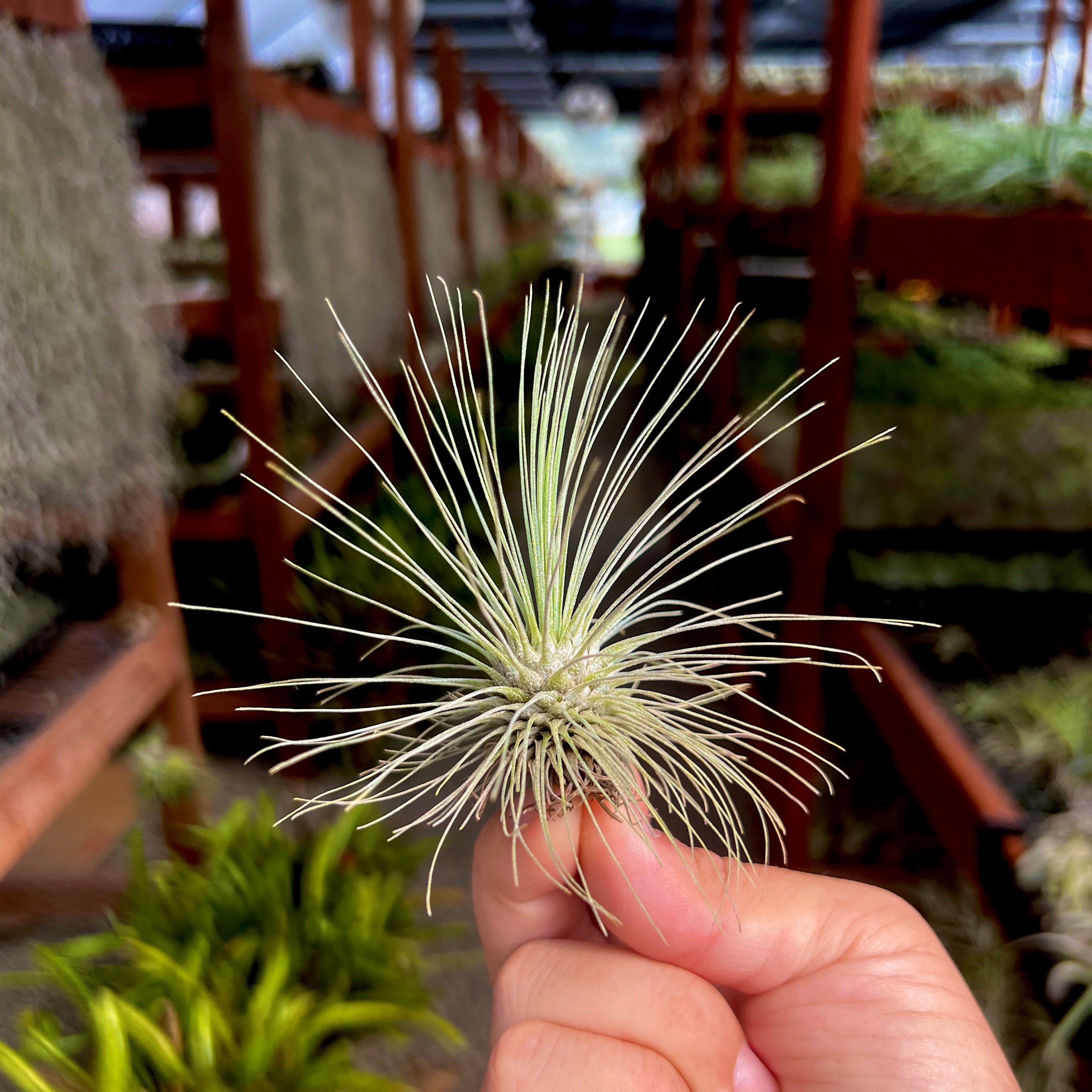 Fuchsii Gracillis Tillandsia Wispy Air Plant Great For Terrariums