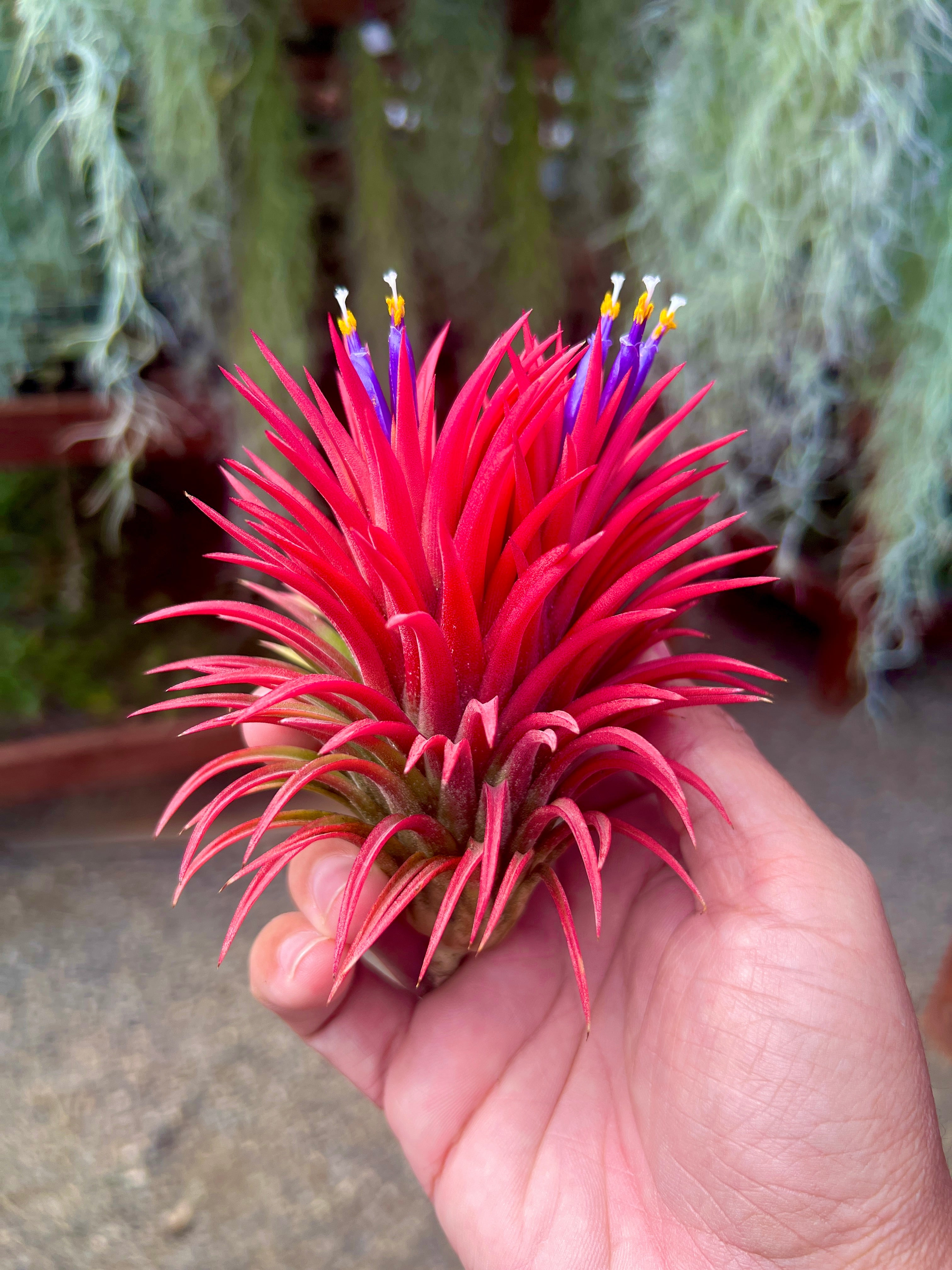 Air Plant + Accessories Mystery Box <br> LIMITED TIME SPECIAL DISCOUNT! <br> 5 Tiers Available