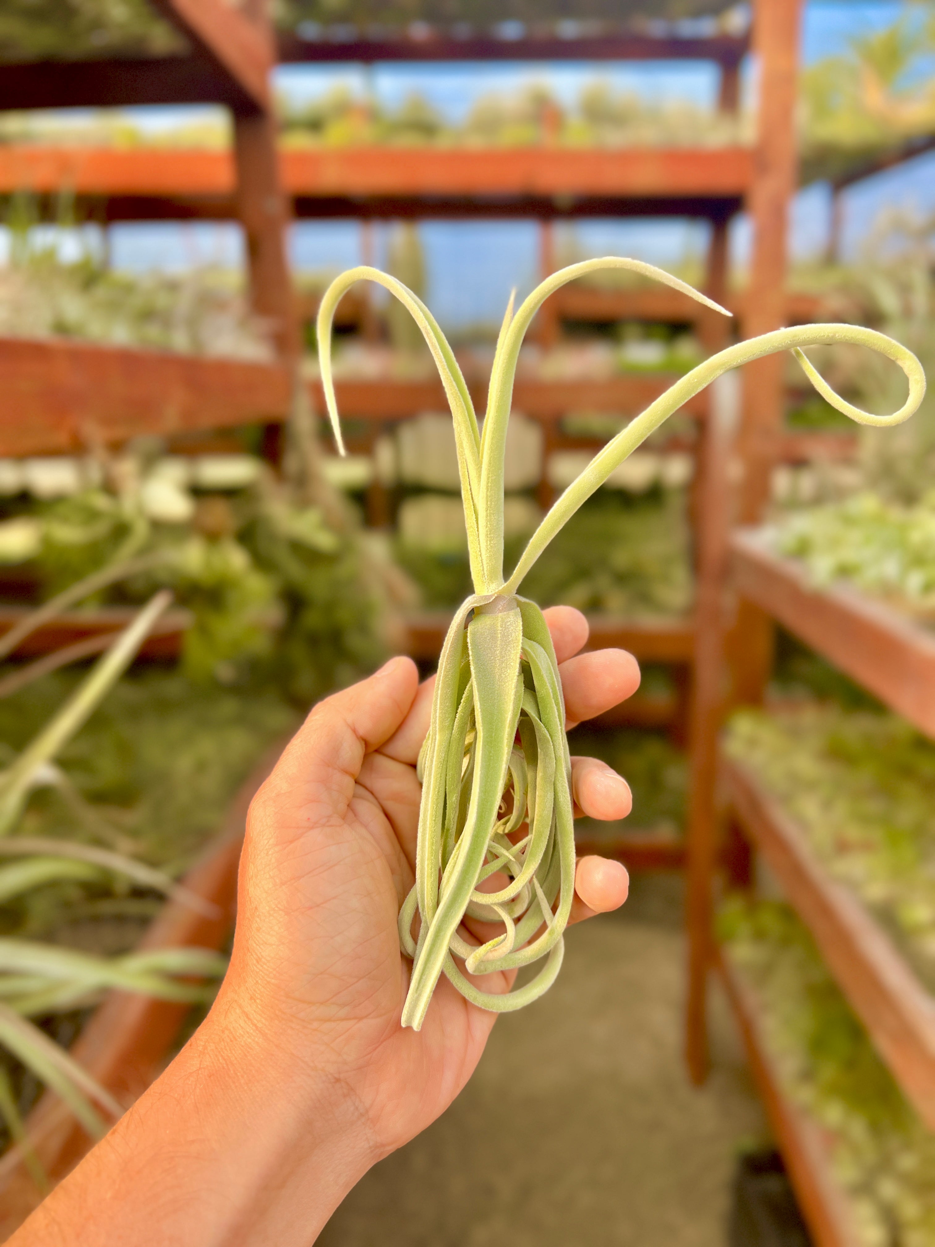 giant air plants for sale Duratii Thick Leaf Giant Form , SALE!!!