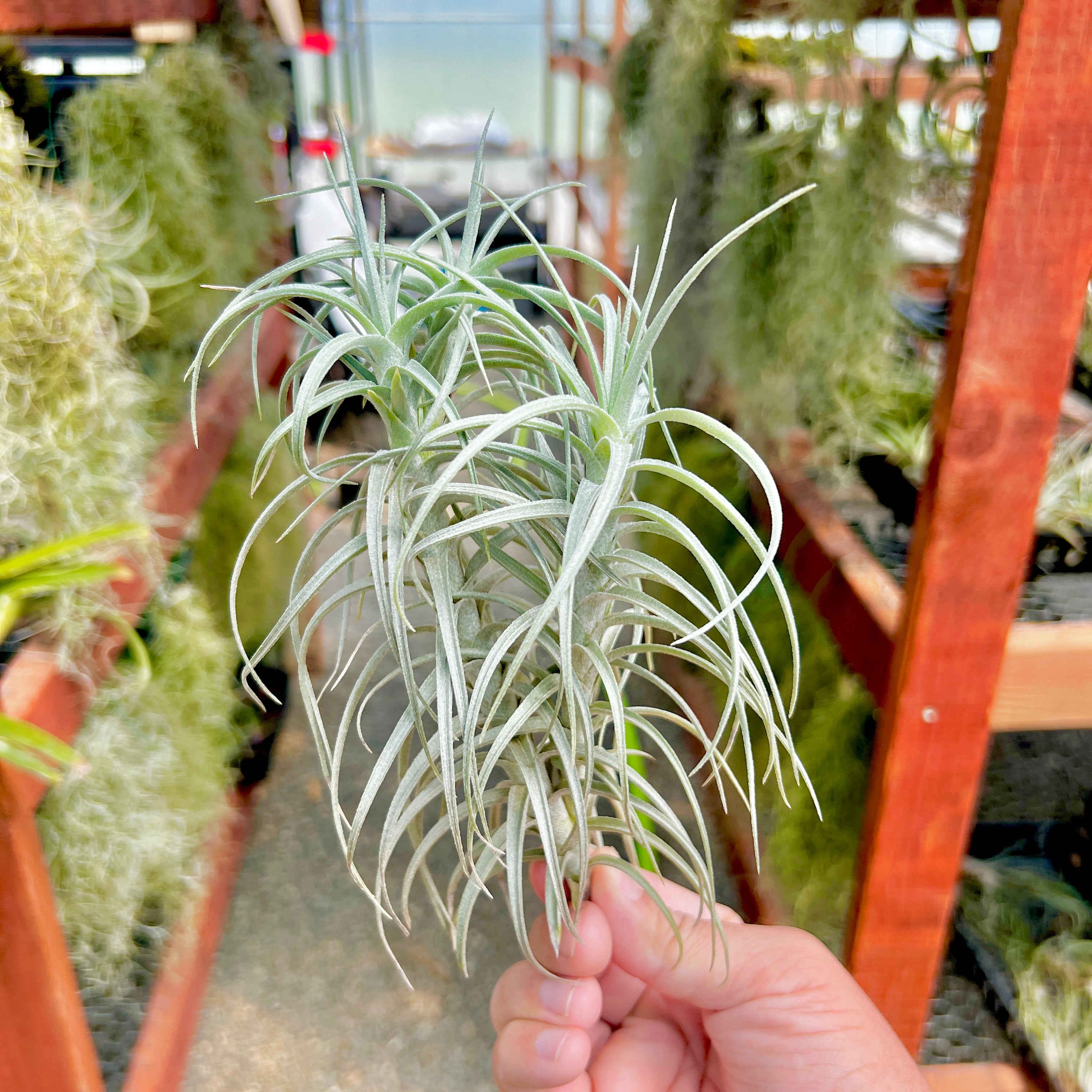 Sweet Isabel (tectorum x paleacea) <br> (SALE!)