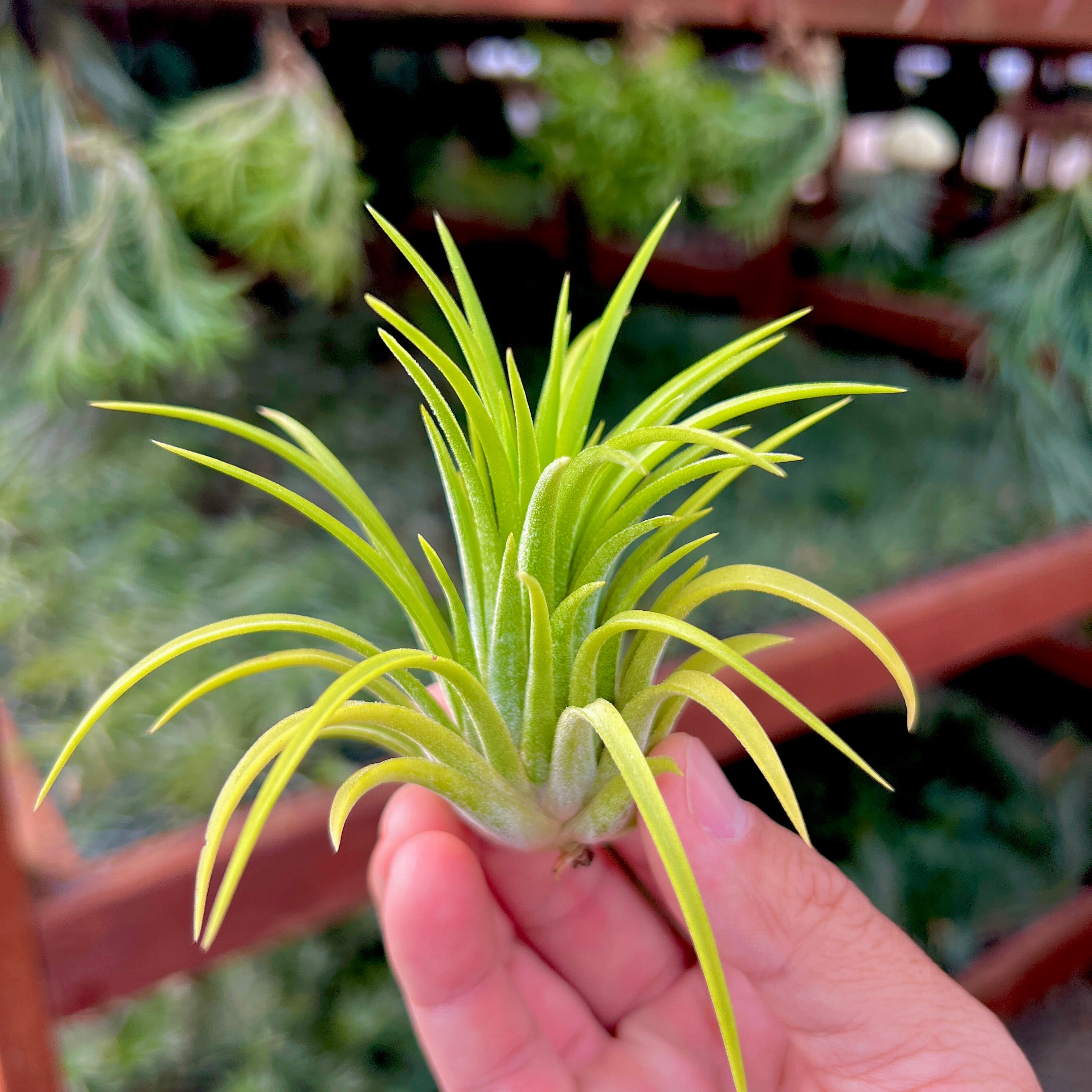 Ionantha Sumo White