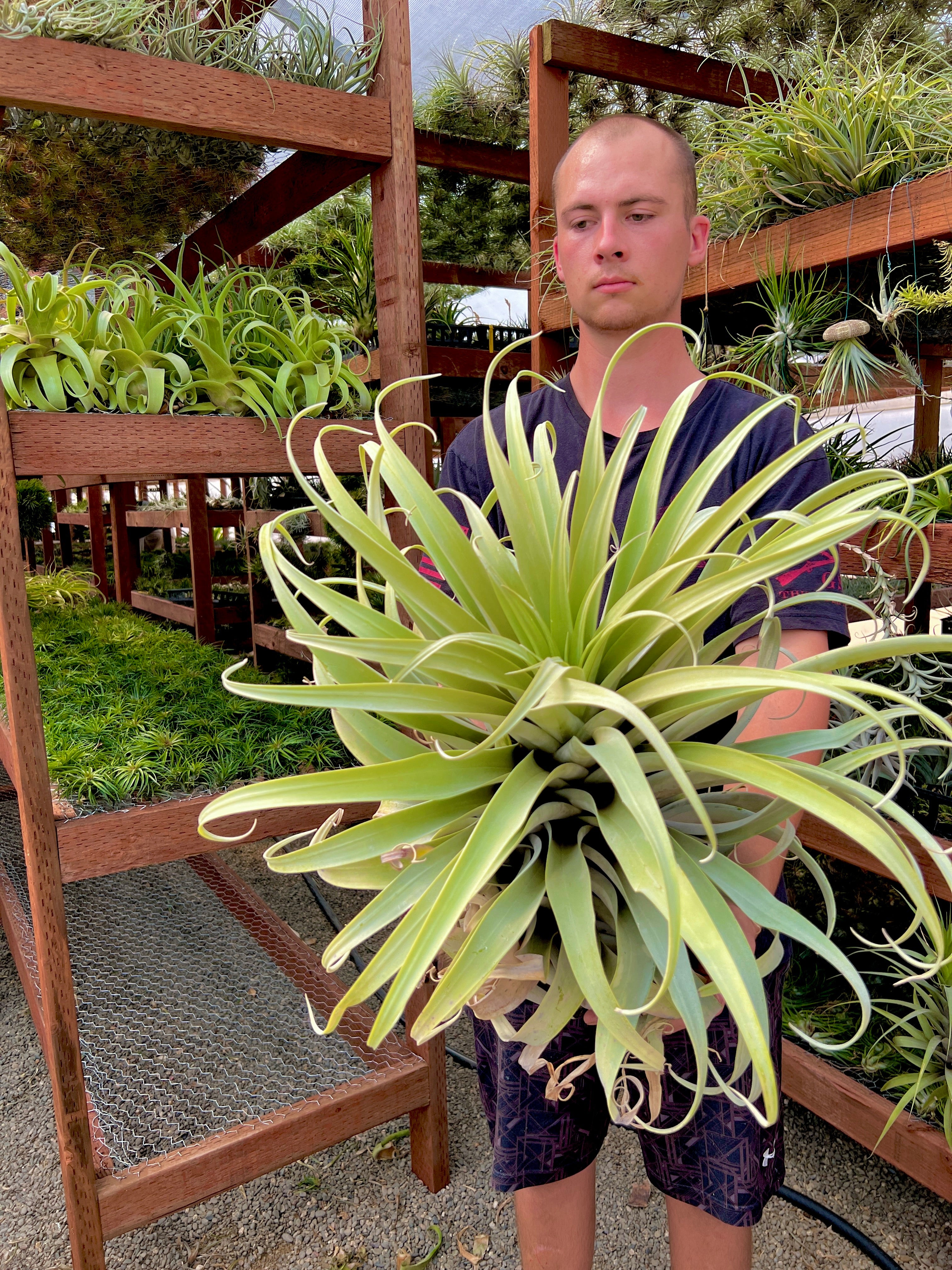 Roseoscapa Curly Form XXL GIANT <br> (Our Largest Air Plant For Sale!)