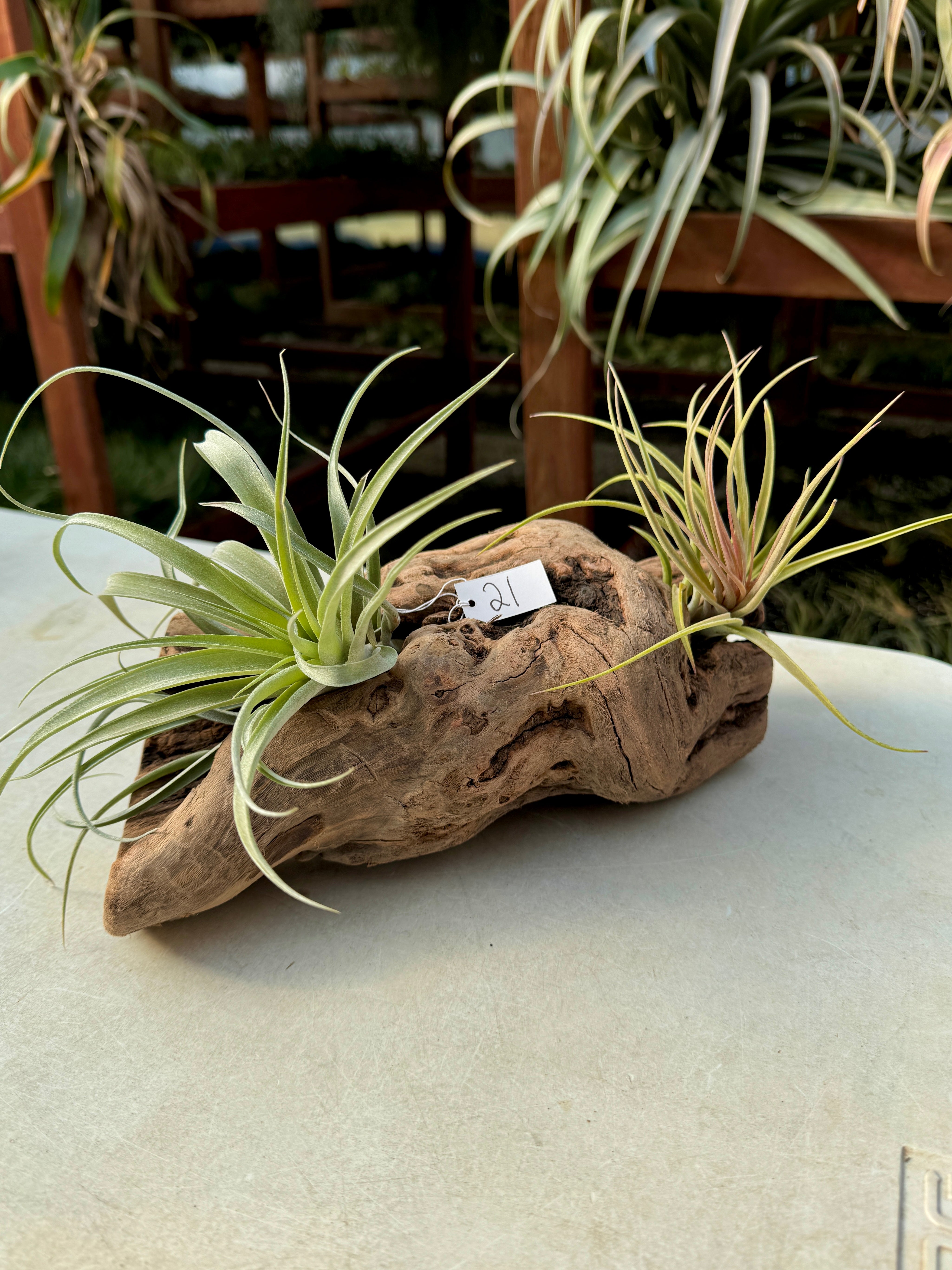 Grapewood Log + Premium Air Plant Display <br> (NEW Options Added 1/14/25)