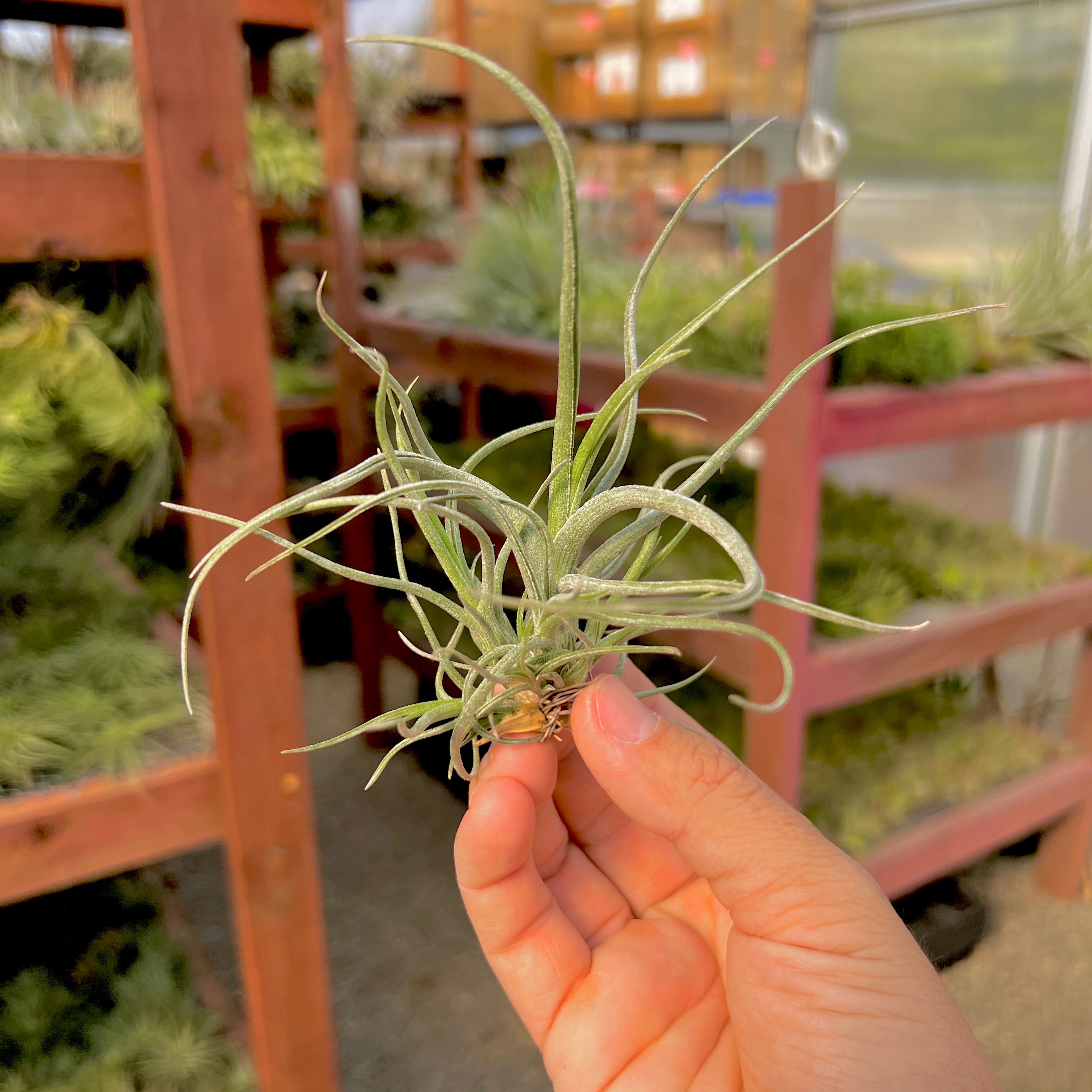 baileyi air plant Baileyi Clump