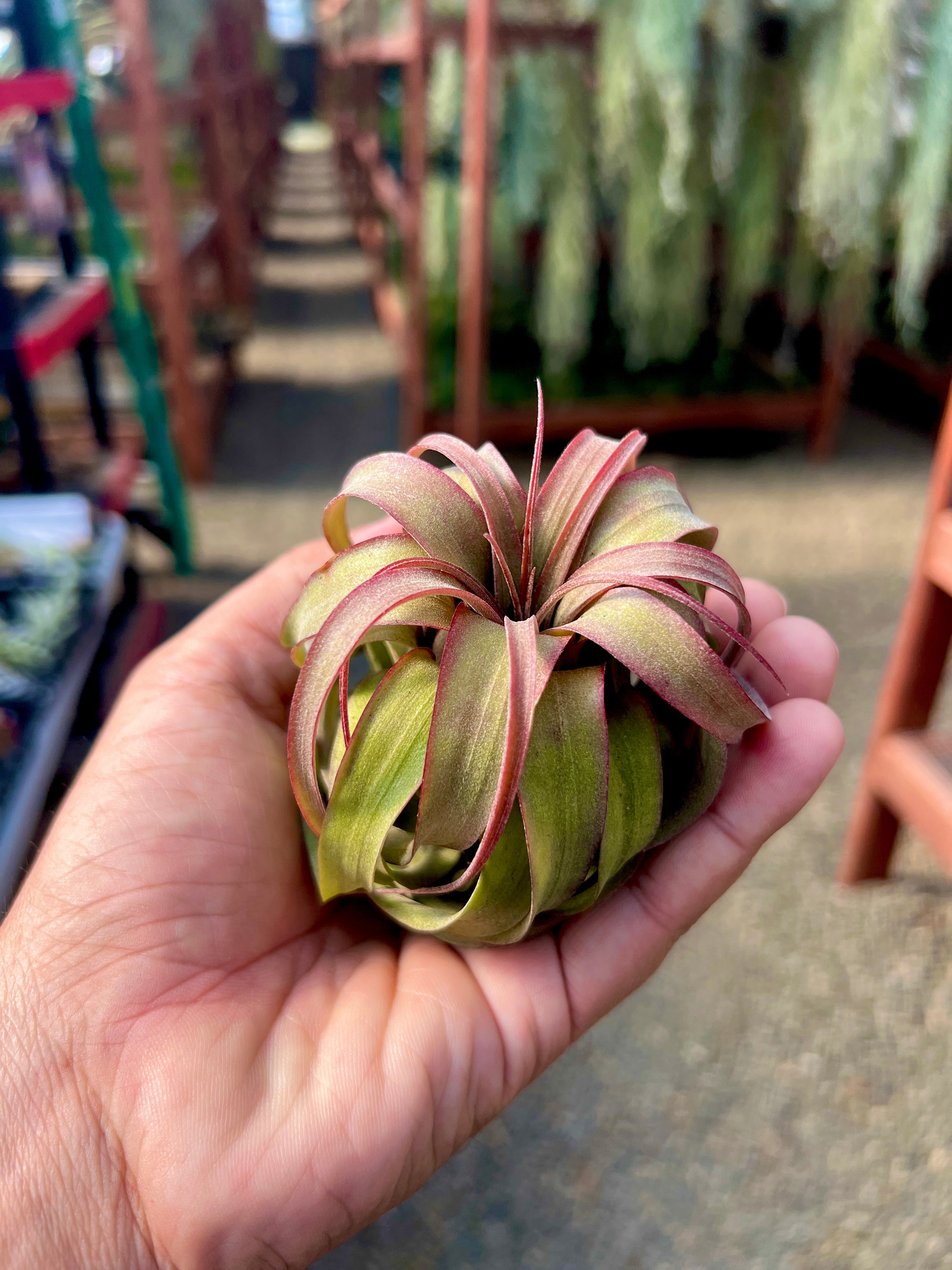 Brachycaulos x Streptophylla <br> (Select Curly Clone)