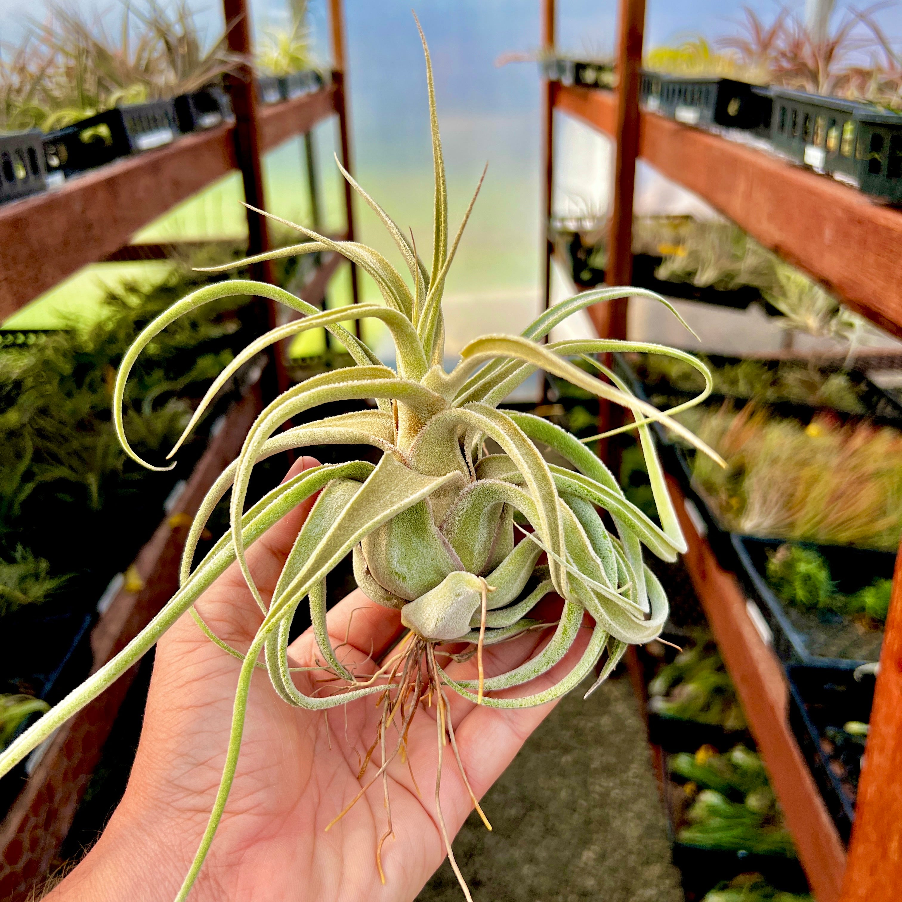 Lucille (ehlersiana x streptophylla)