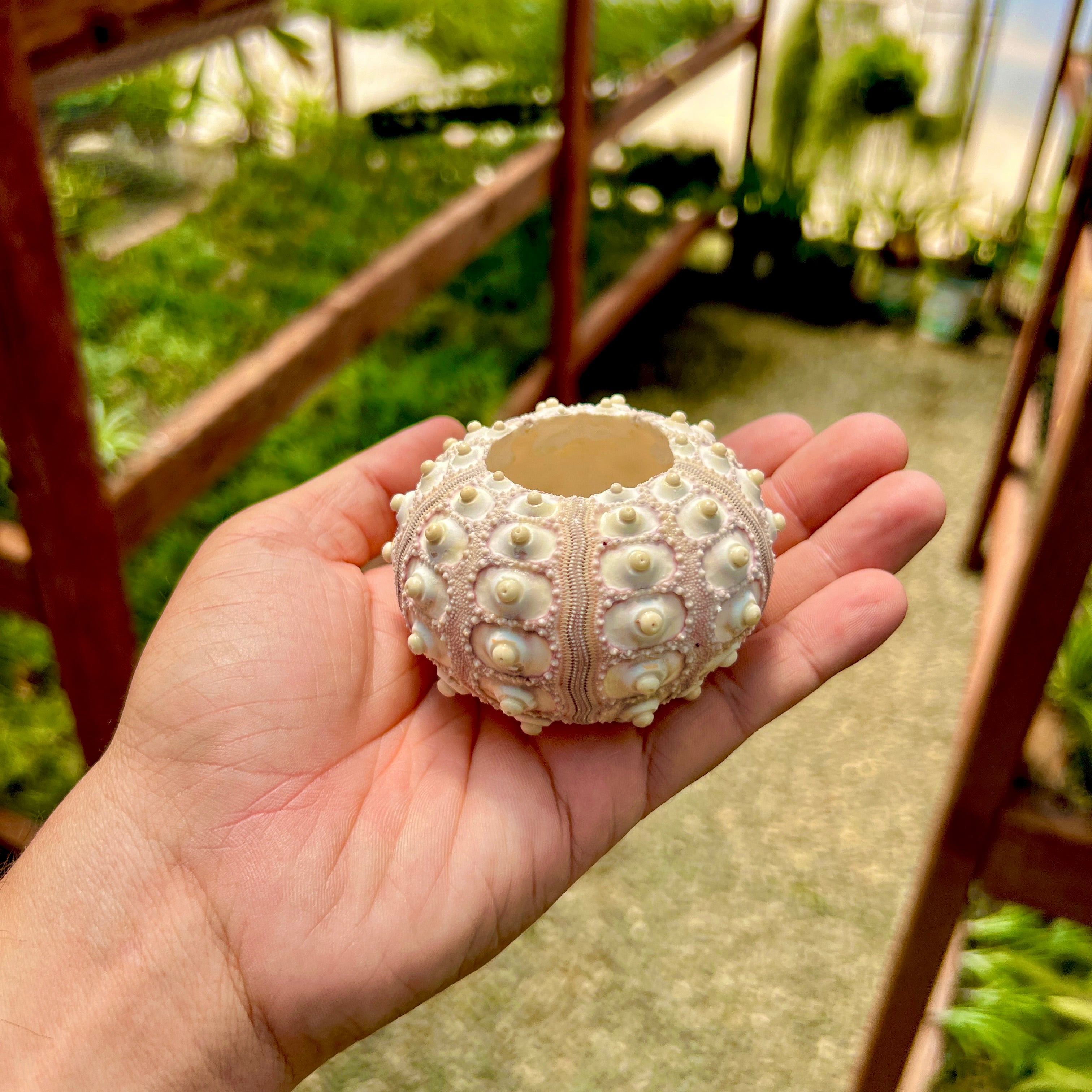 Sputnik Sea Urchin Shell With Air Plant <br> (Giant Size)