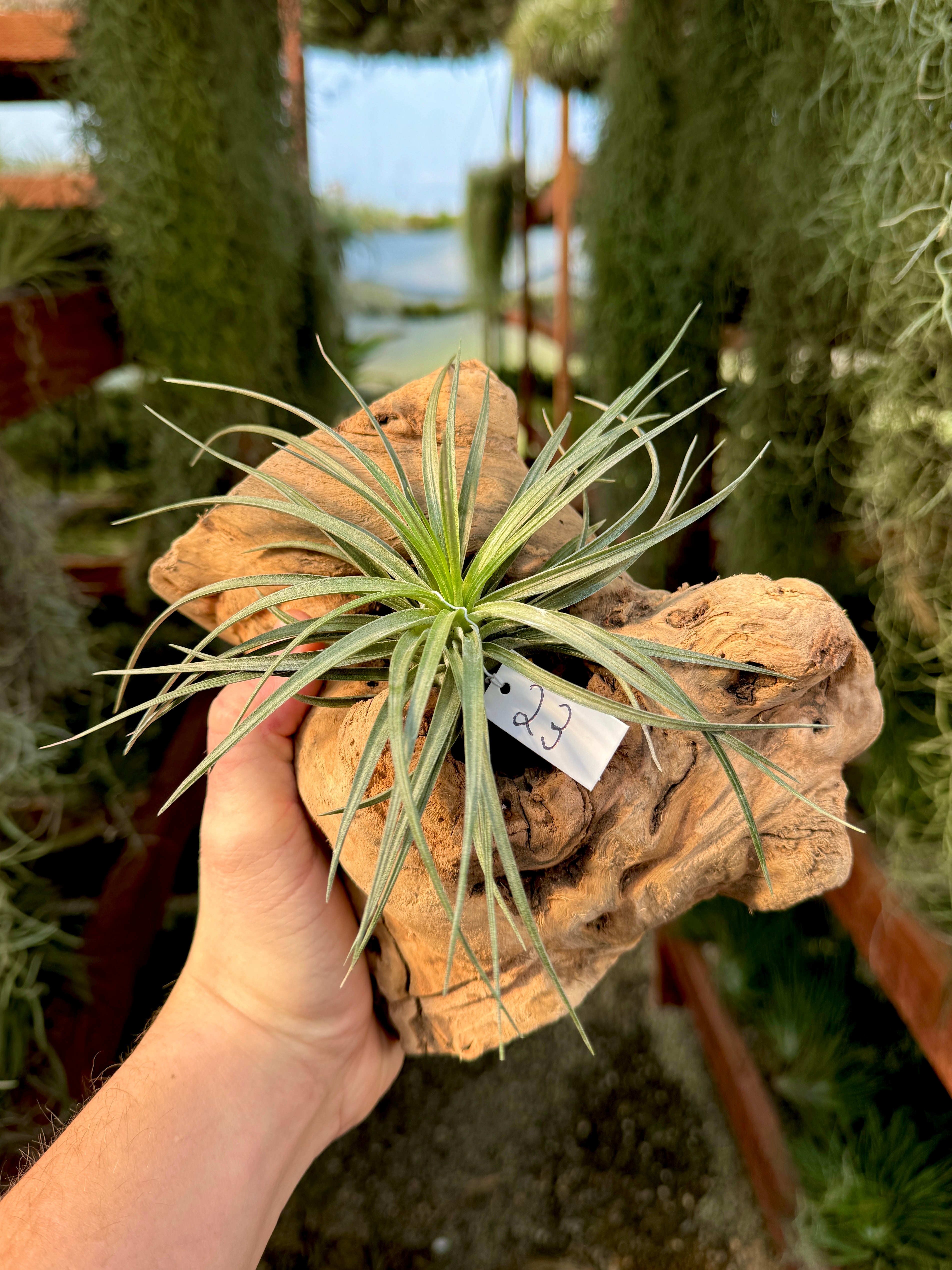 Grapewood Log + Premium Air Plant Display <br> (NEW Options Added 1/14/25)