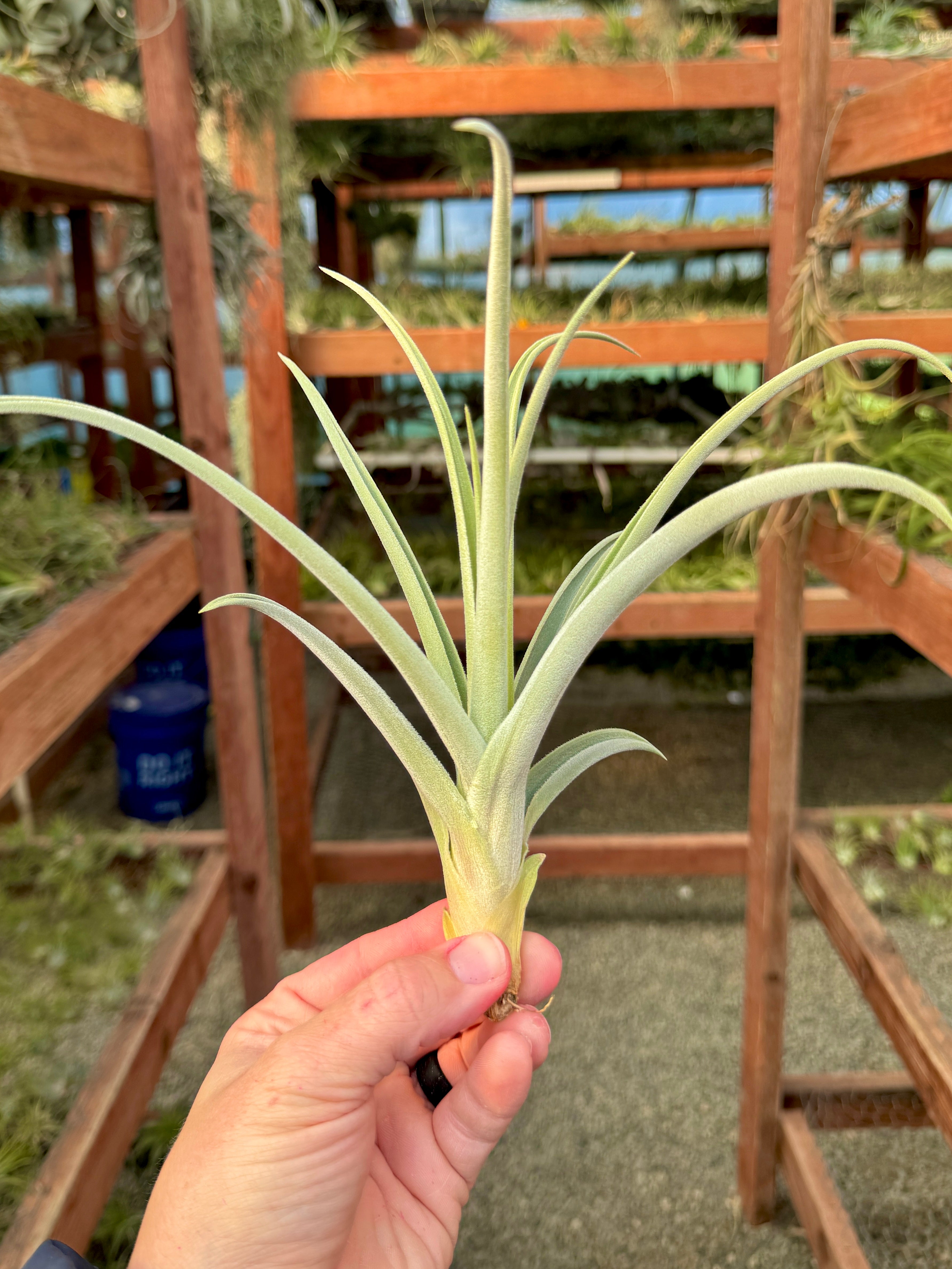 Burnt Fingers (didisticha x duratii)