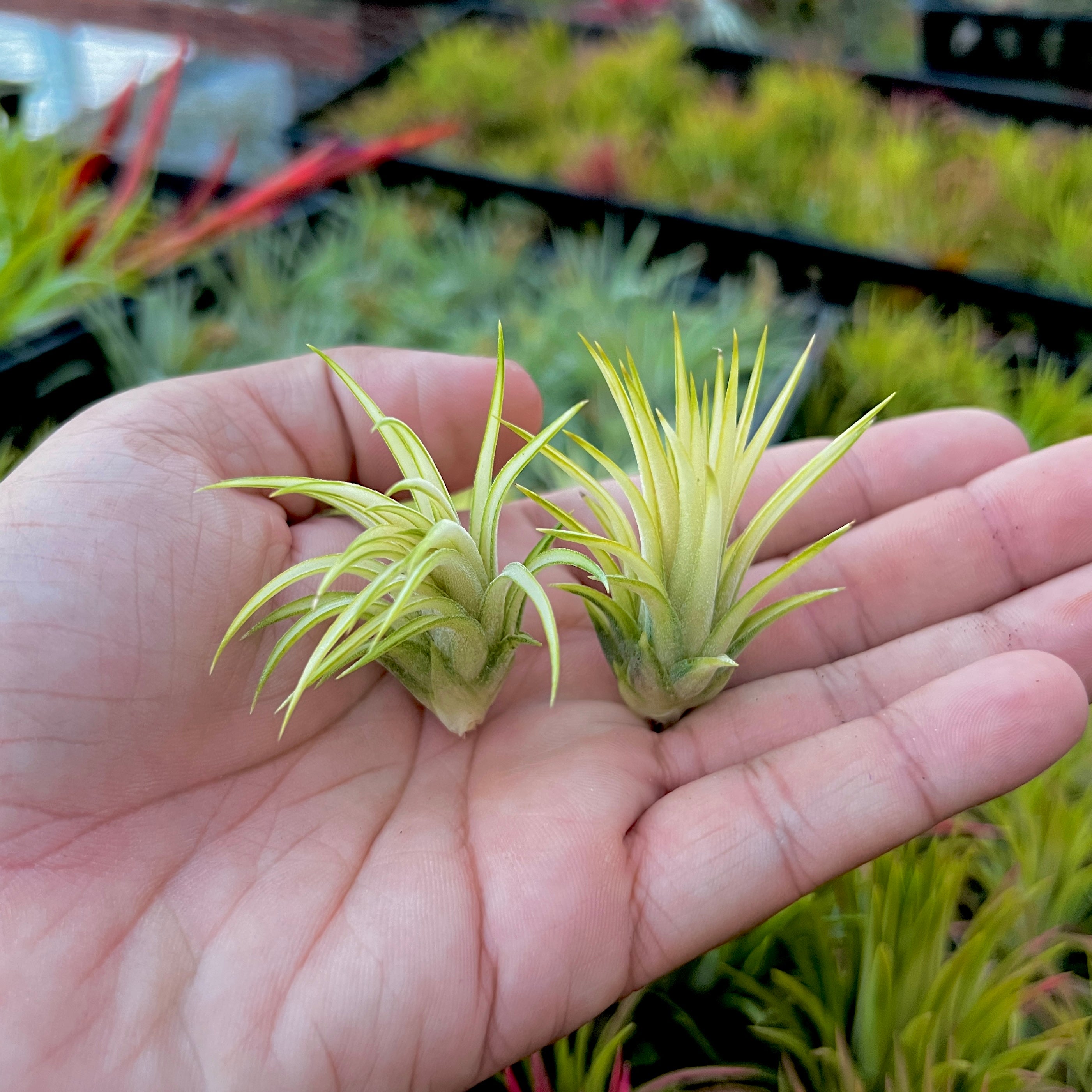 T. 'Renate' (Super Variegated Plant) – Air Plant Hub