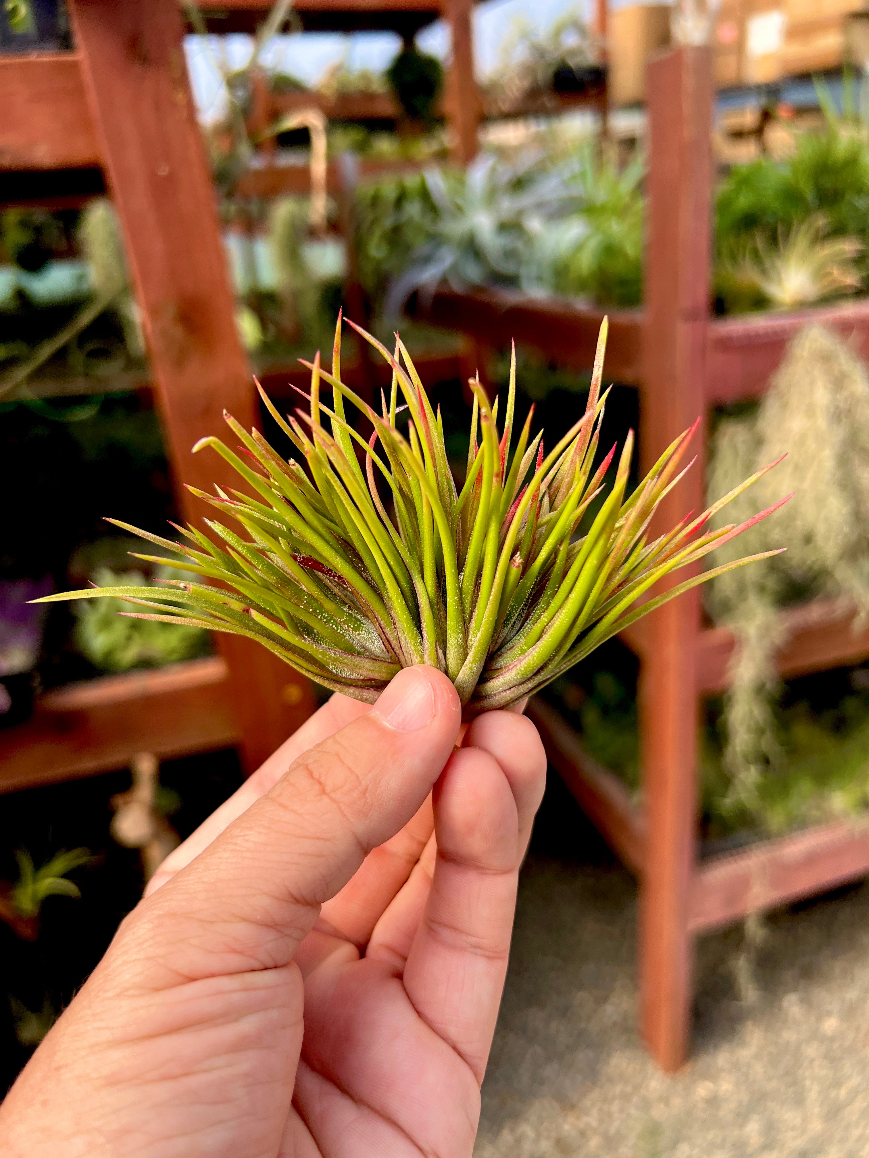 Rare / Premium Ionantha Selections (Exact Plant Pictured) – Air