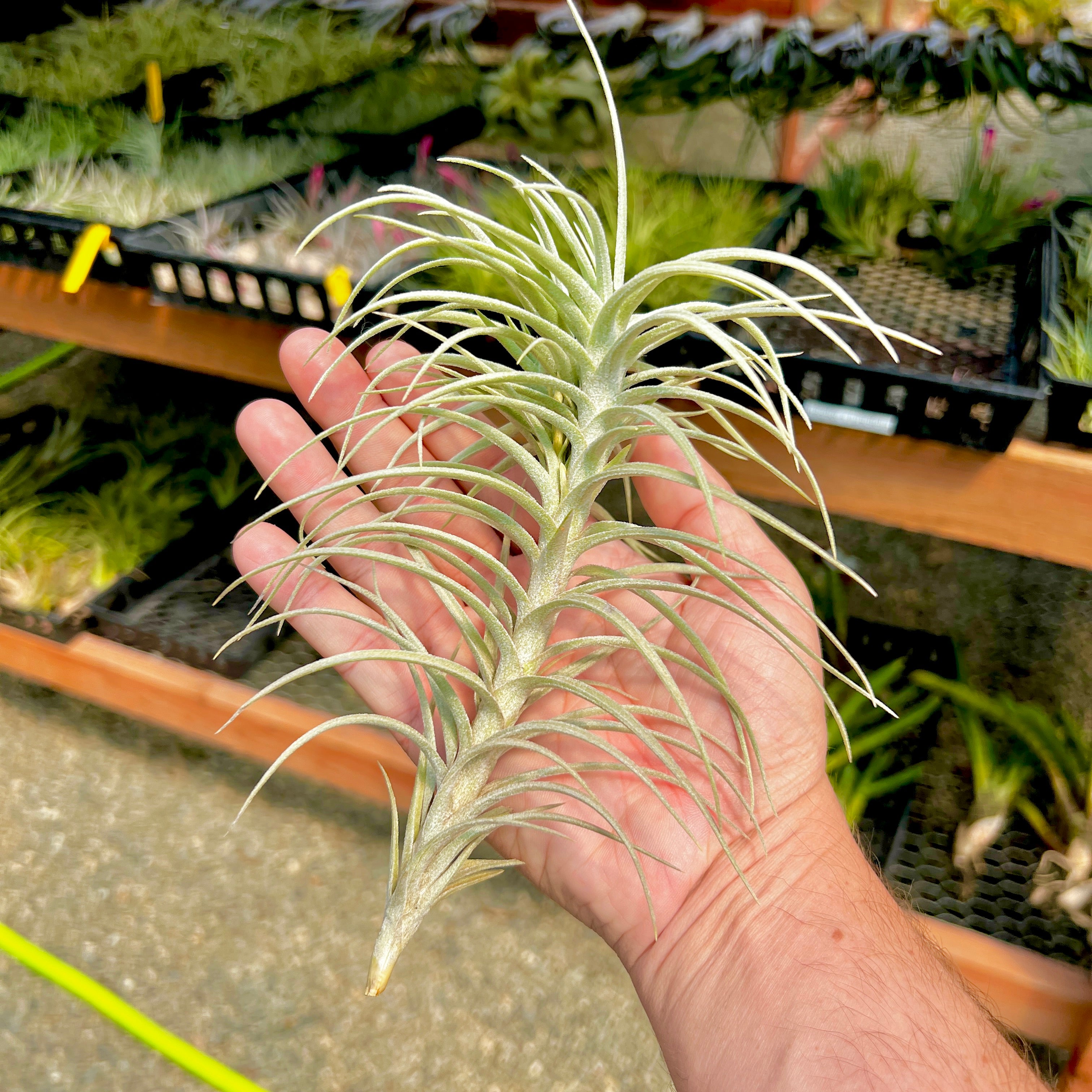 Sweet Isabel (tectorum x paleacea) <br> (SALE!)