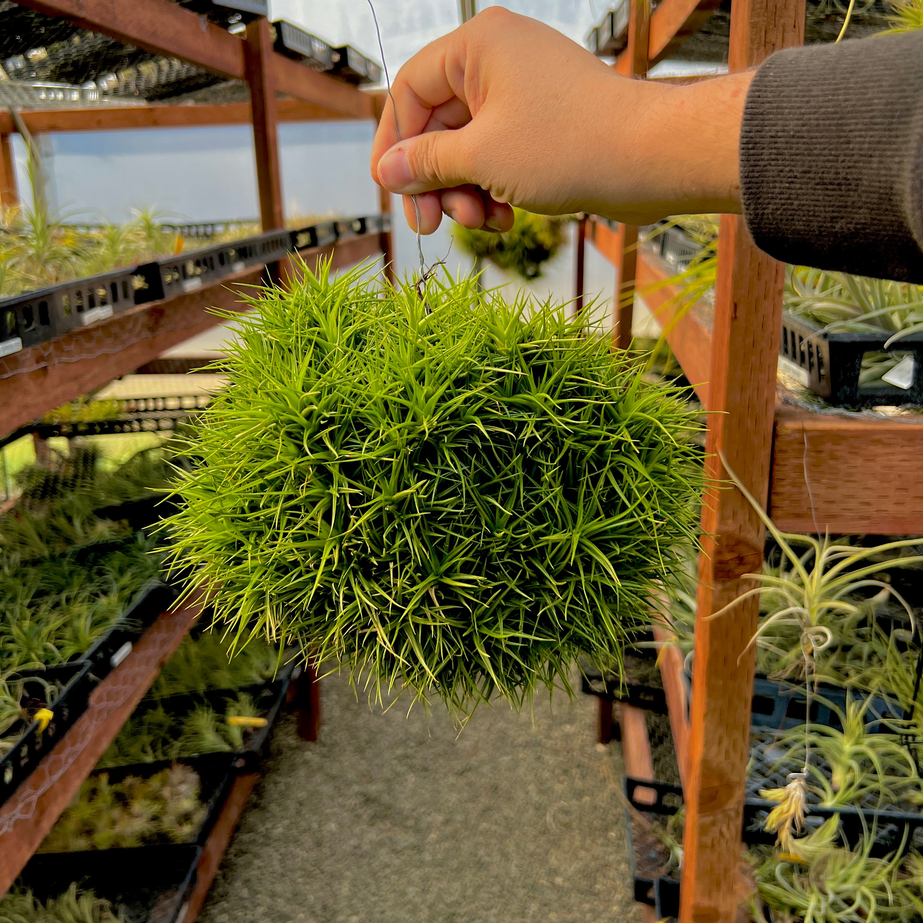 Aeranthos Miniata balls on hanging wire