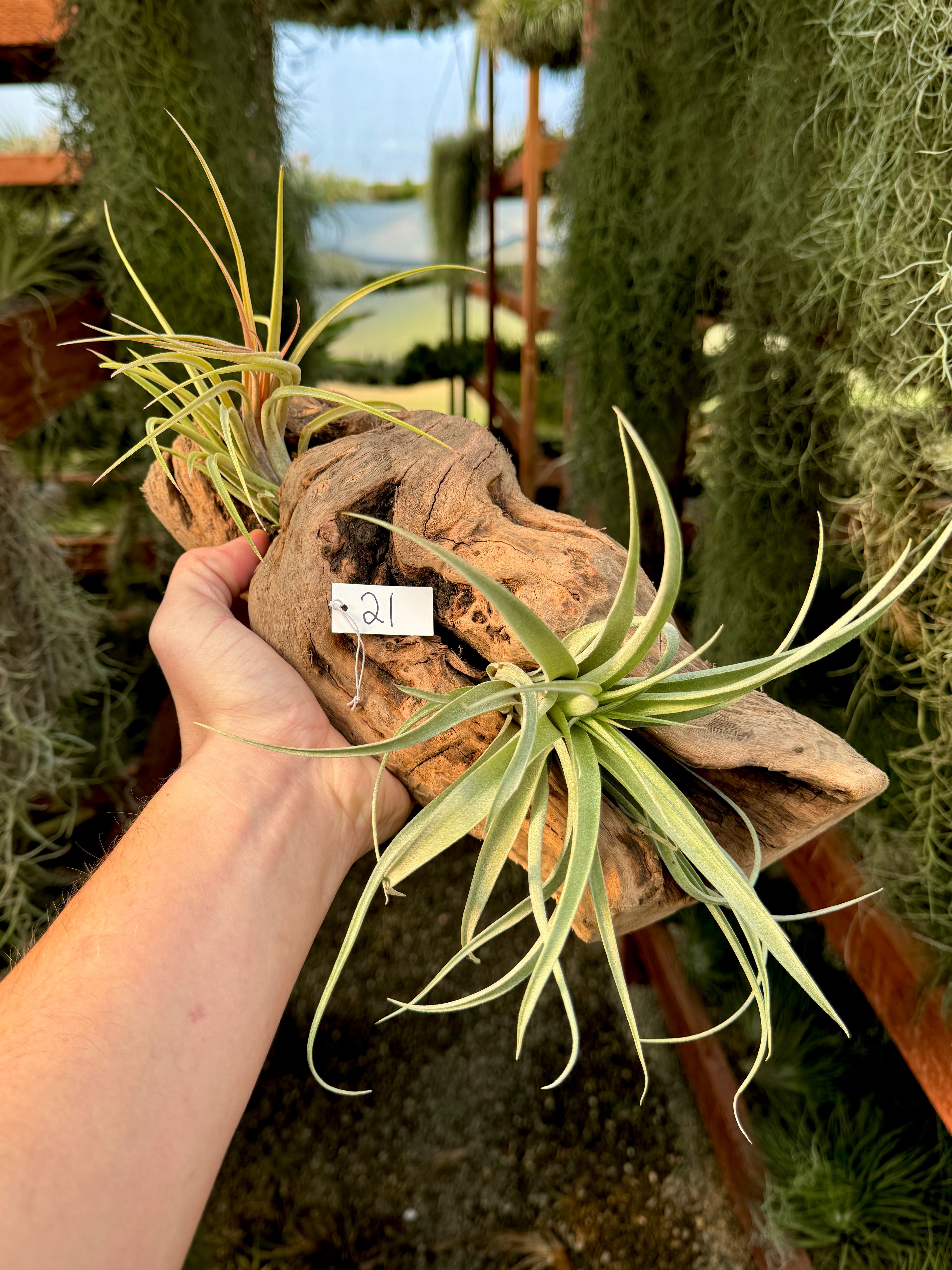 Grapewood Log + Premium Air Plant Display <br> (NEW Options Added 1/14/25)