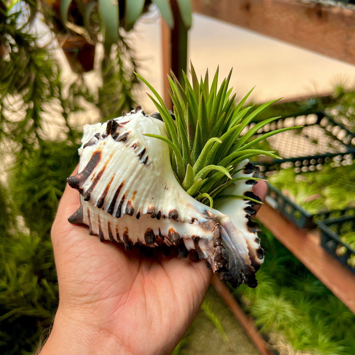Groundnut Shell Zebra Zebra Murex Shell Large – Air Plant Hub