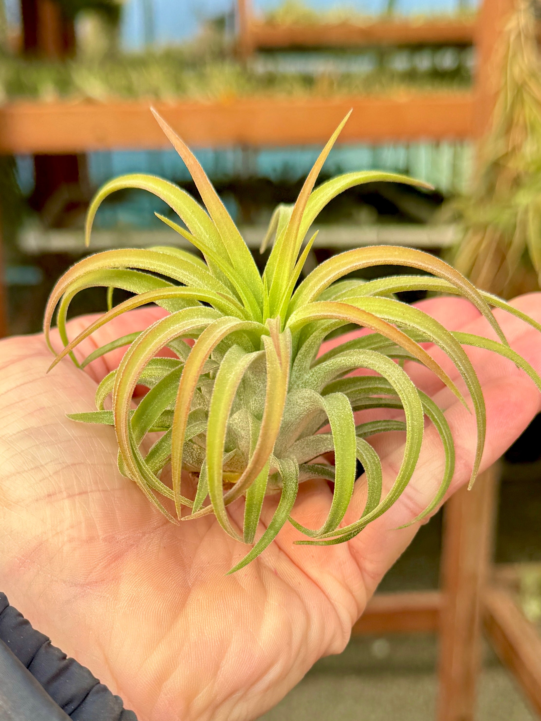 Ionantha Maxima Giant Form – Air Plant Hub