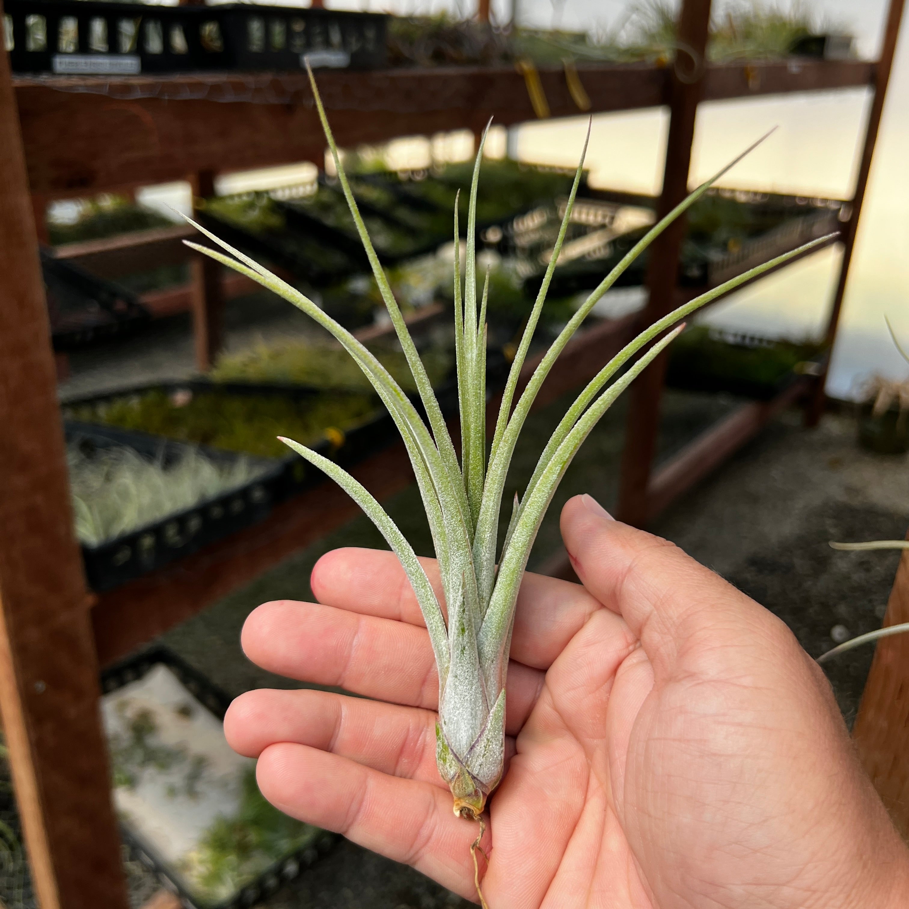 Ionantha x Paucifolia