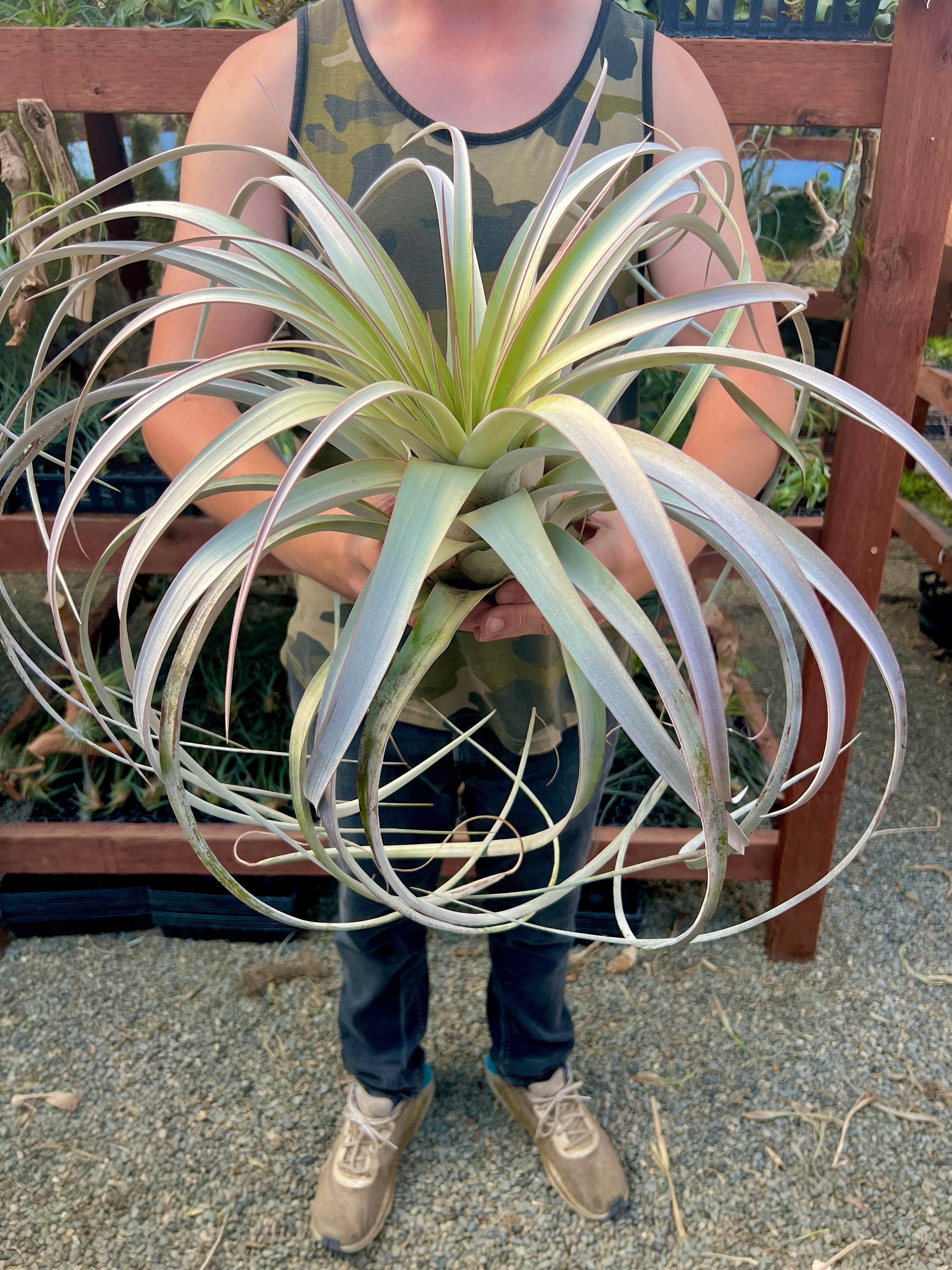 XXL Xerographica Hybrid <br> (Cannot be shipped internationally)