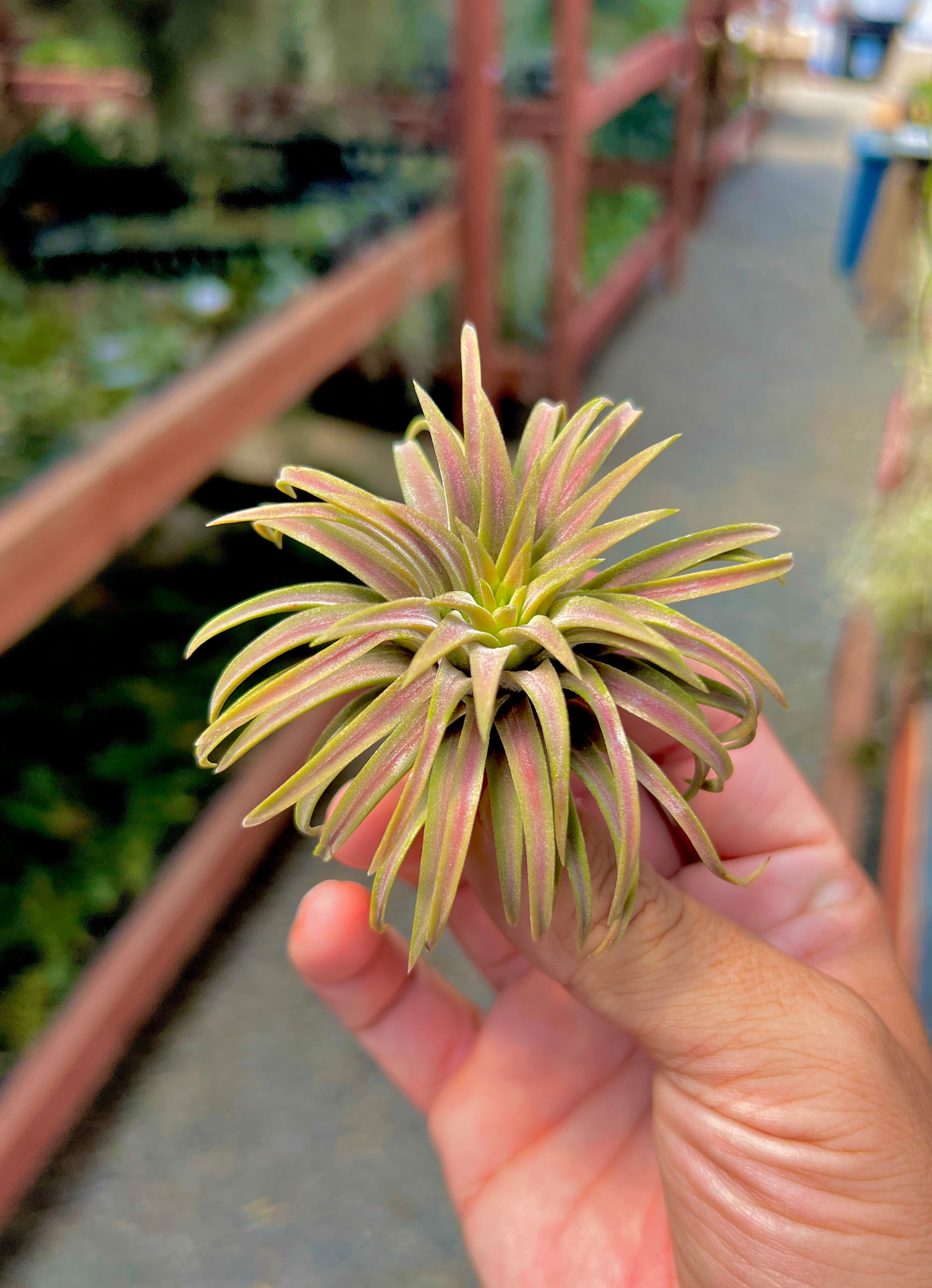 crimson tide succulent Ionantha 'Crimson Tide' , (NEW RELEASE!)