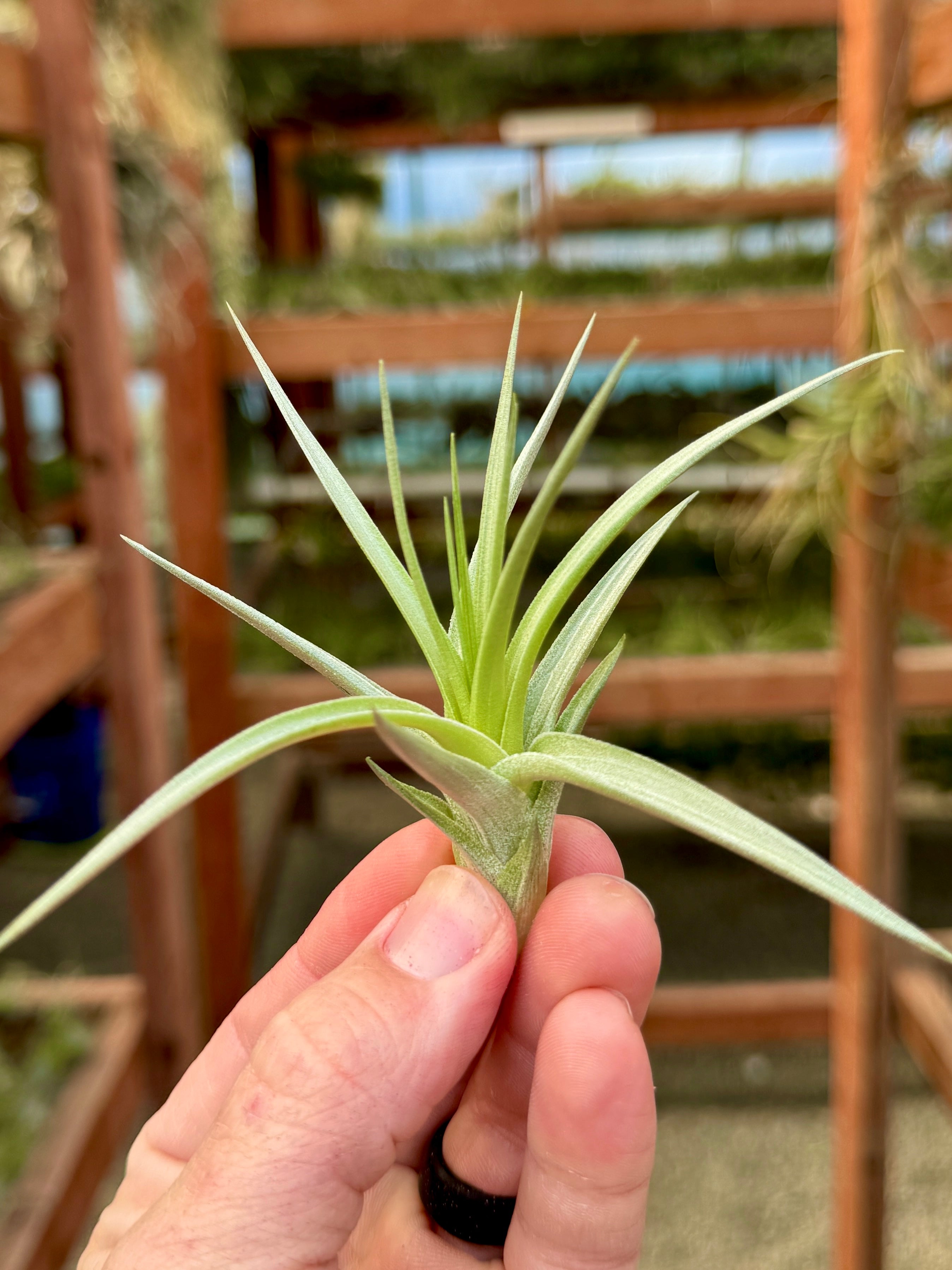 stricta hard leaf air plant Stricta Stiff Gray Small
