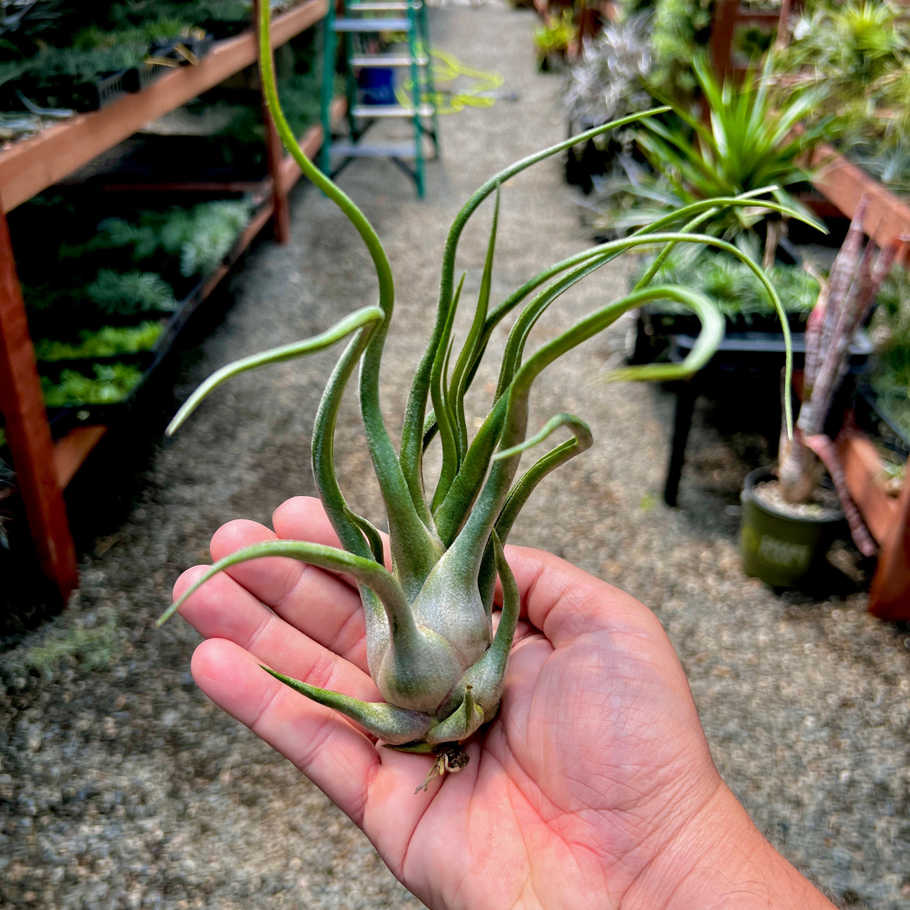 Charles Wiley (seleriana x bulbosa) Large