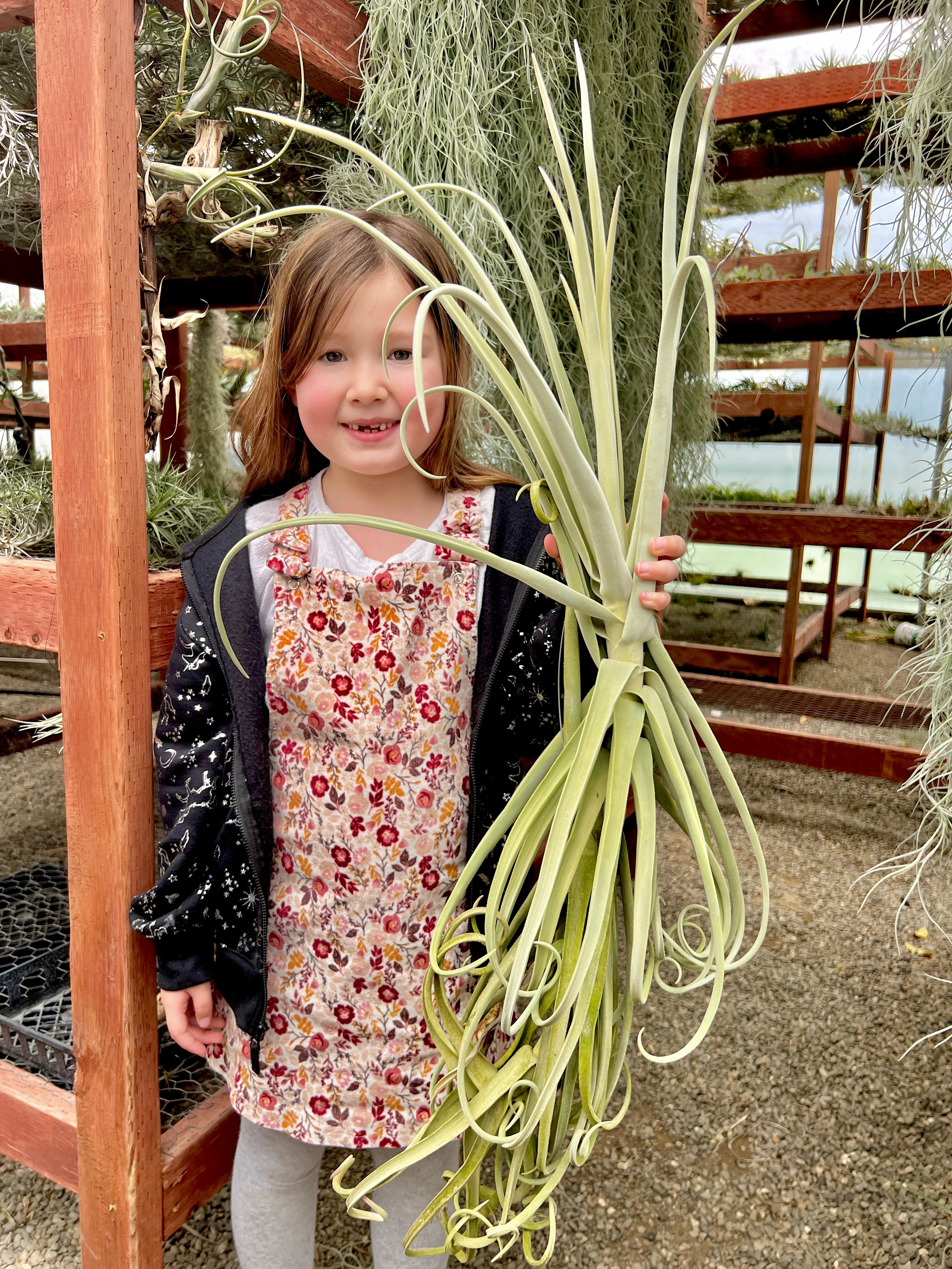 コレクターズスペシャル(2018/11/23更新) – Air Plant Hub
