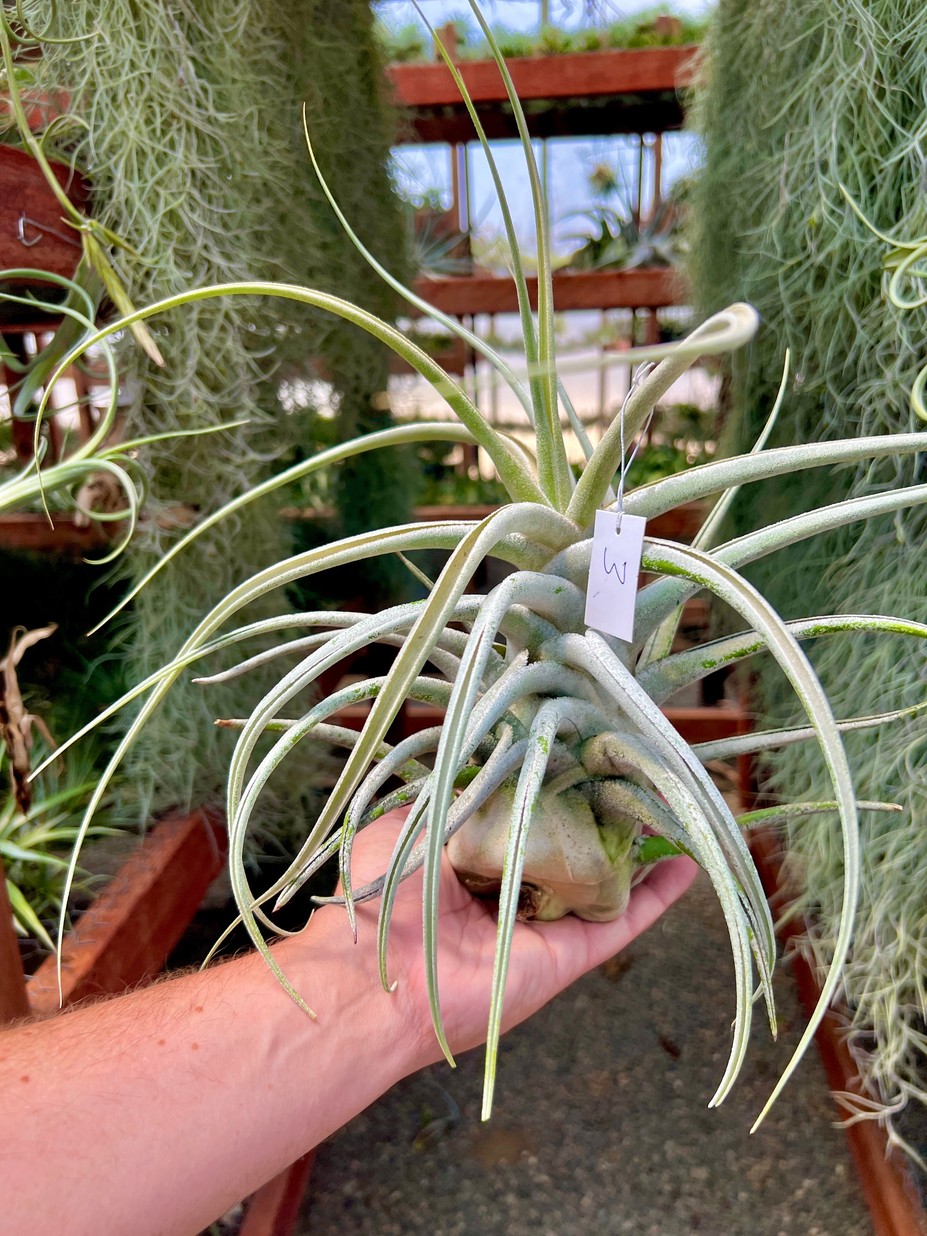 Ehlersiana Giant (Receive The Exact Plant You Choose!)