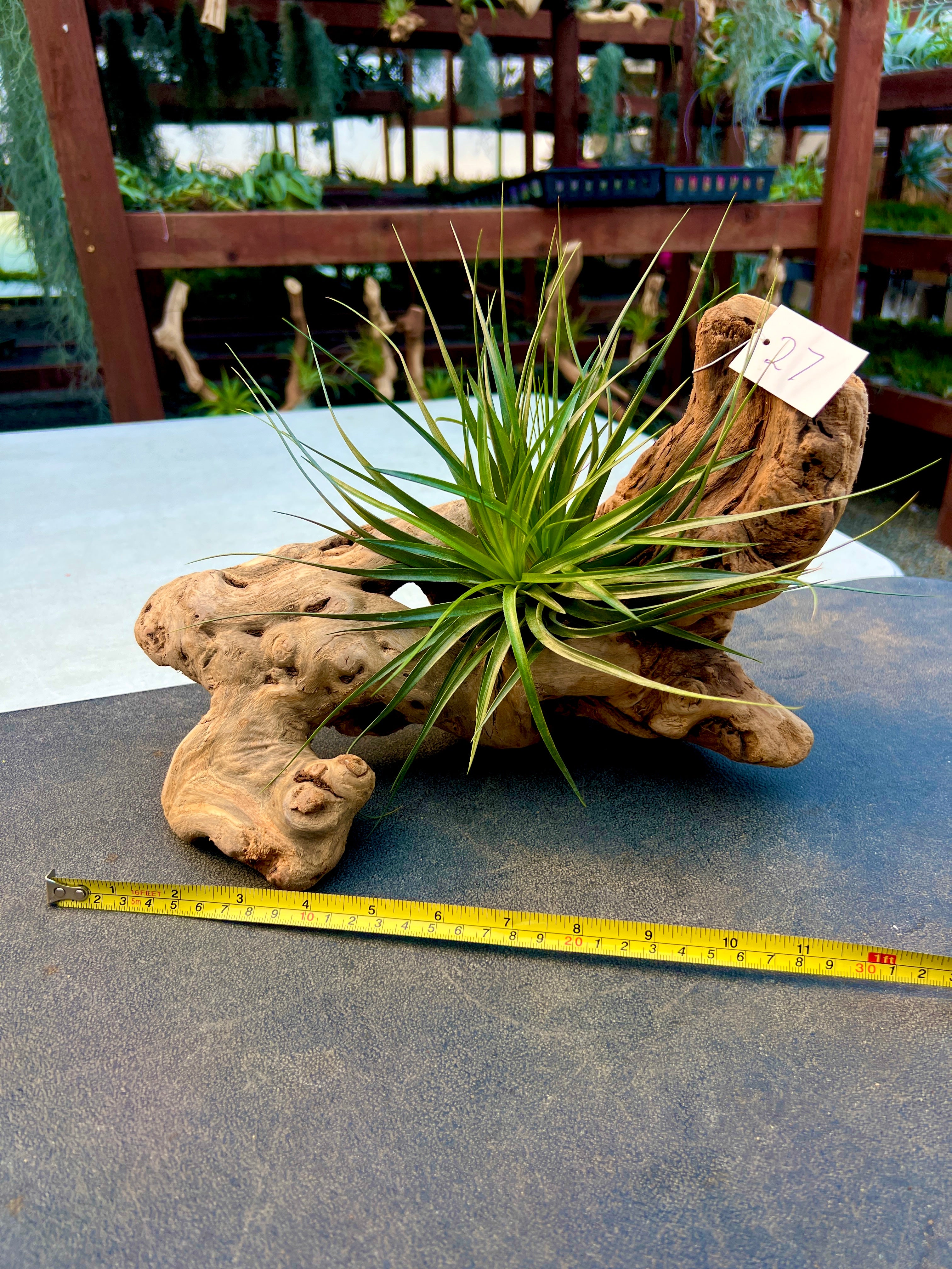 Grapewood Log + Premium Air Plant Display <br> (NEW Options Added 3/22/25)
