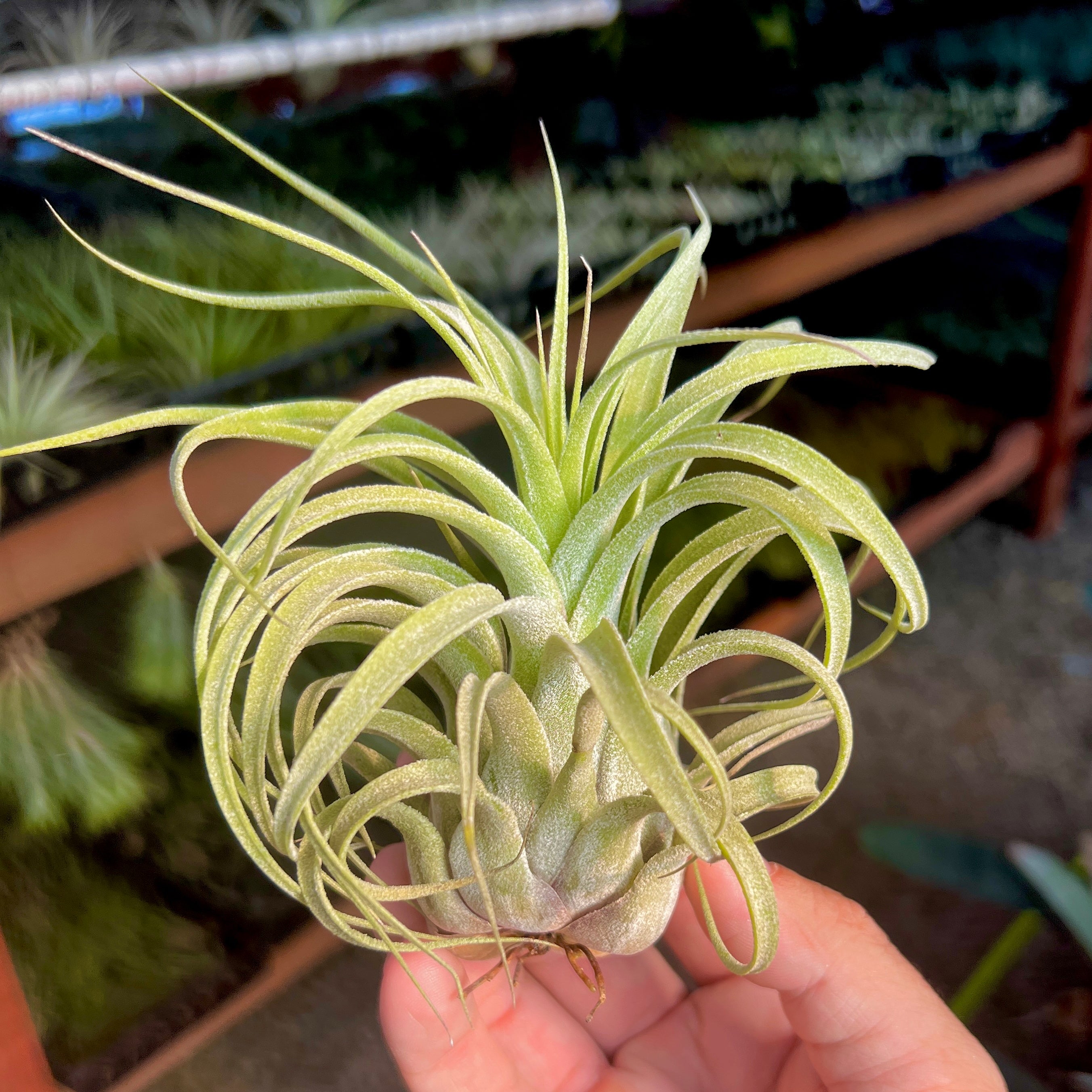 Nice Enough <br> (caput medusae X balbisiana) <br> RARE!