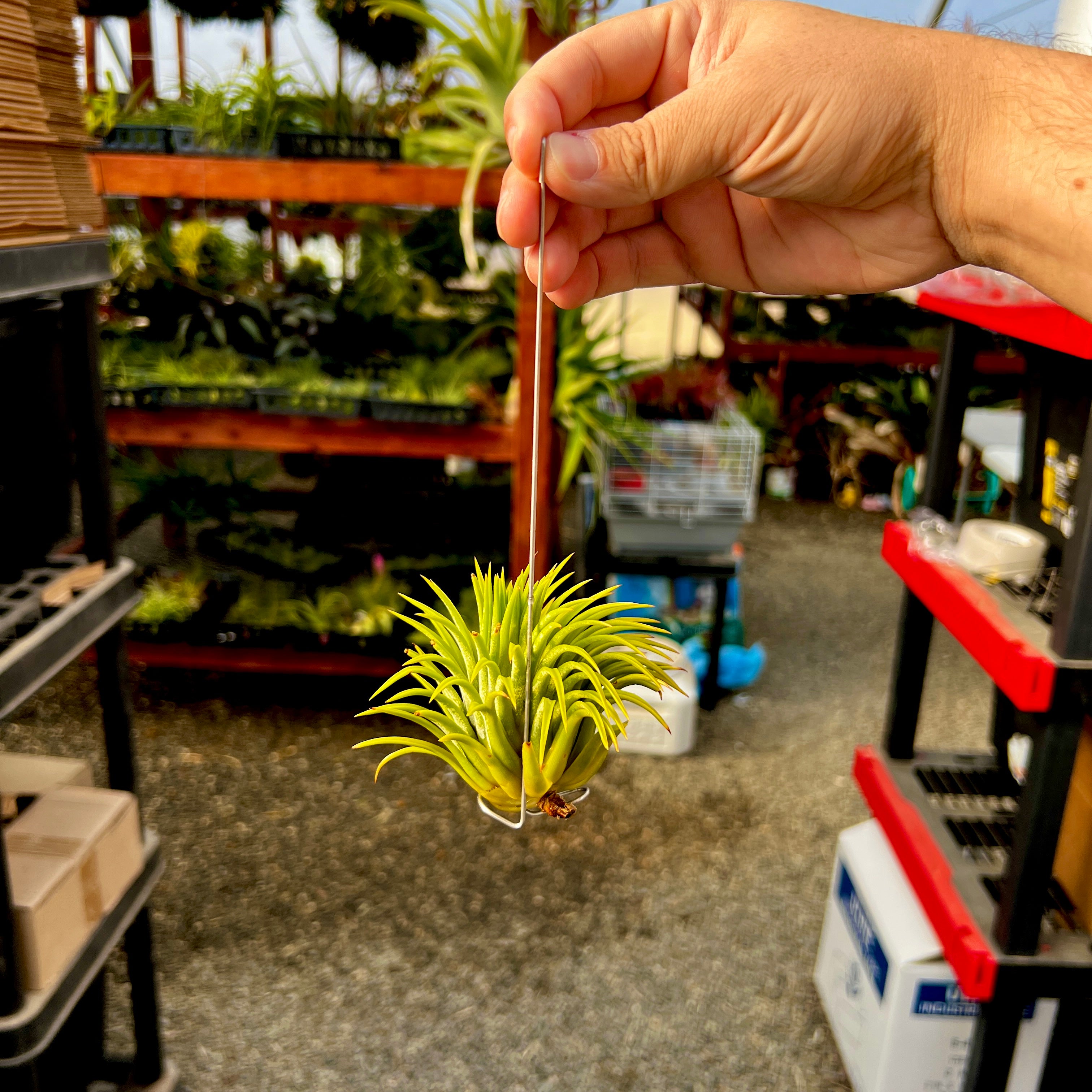 Hanging Wire Hook (Silver) Air Plant Holder