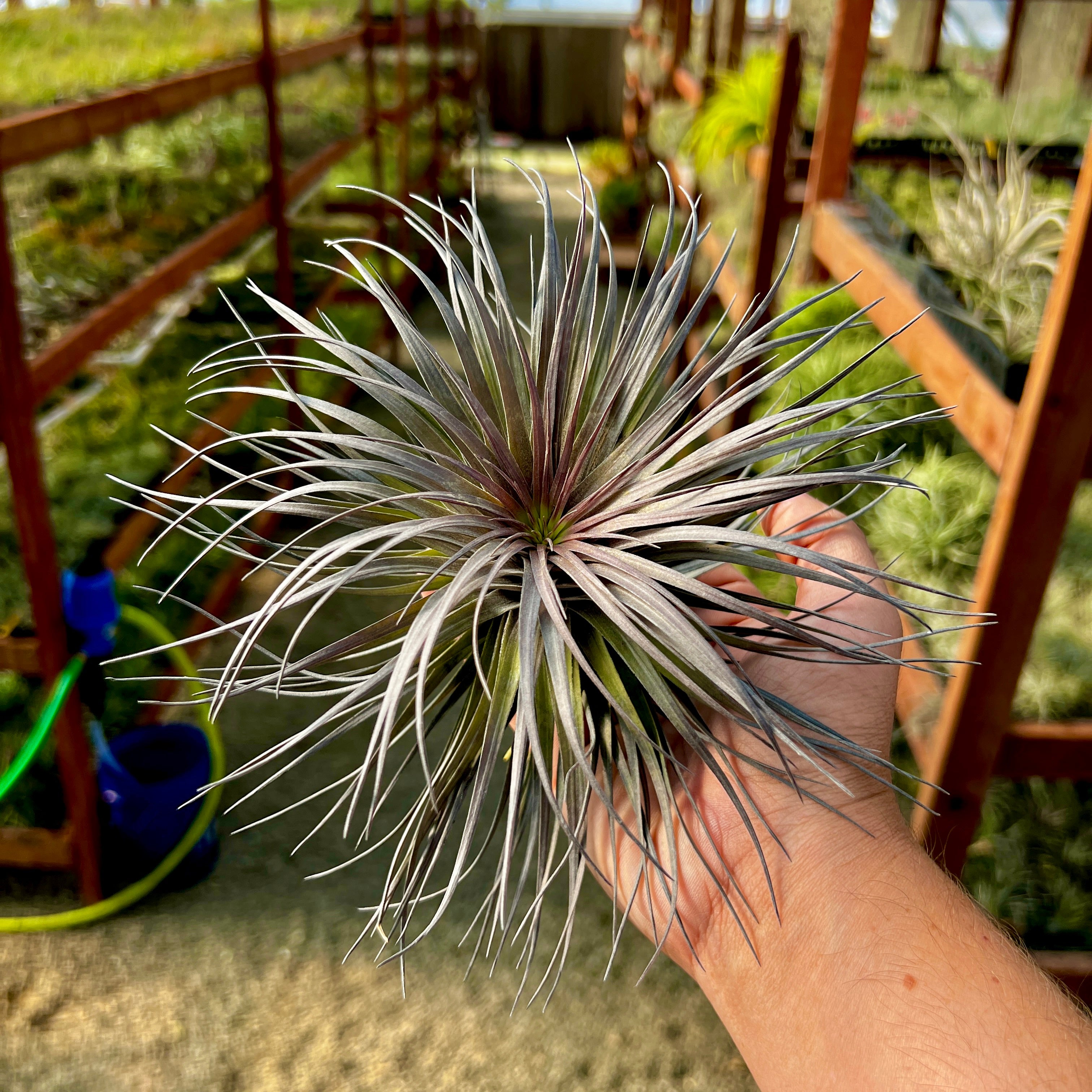 Stricta Iridescent