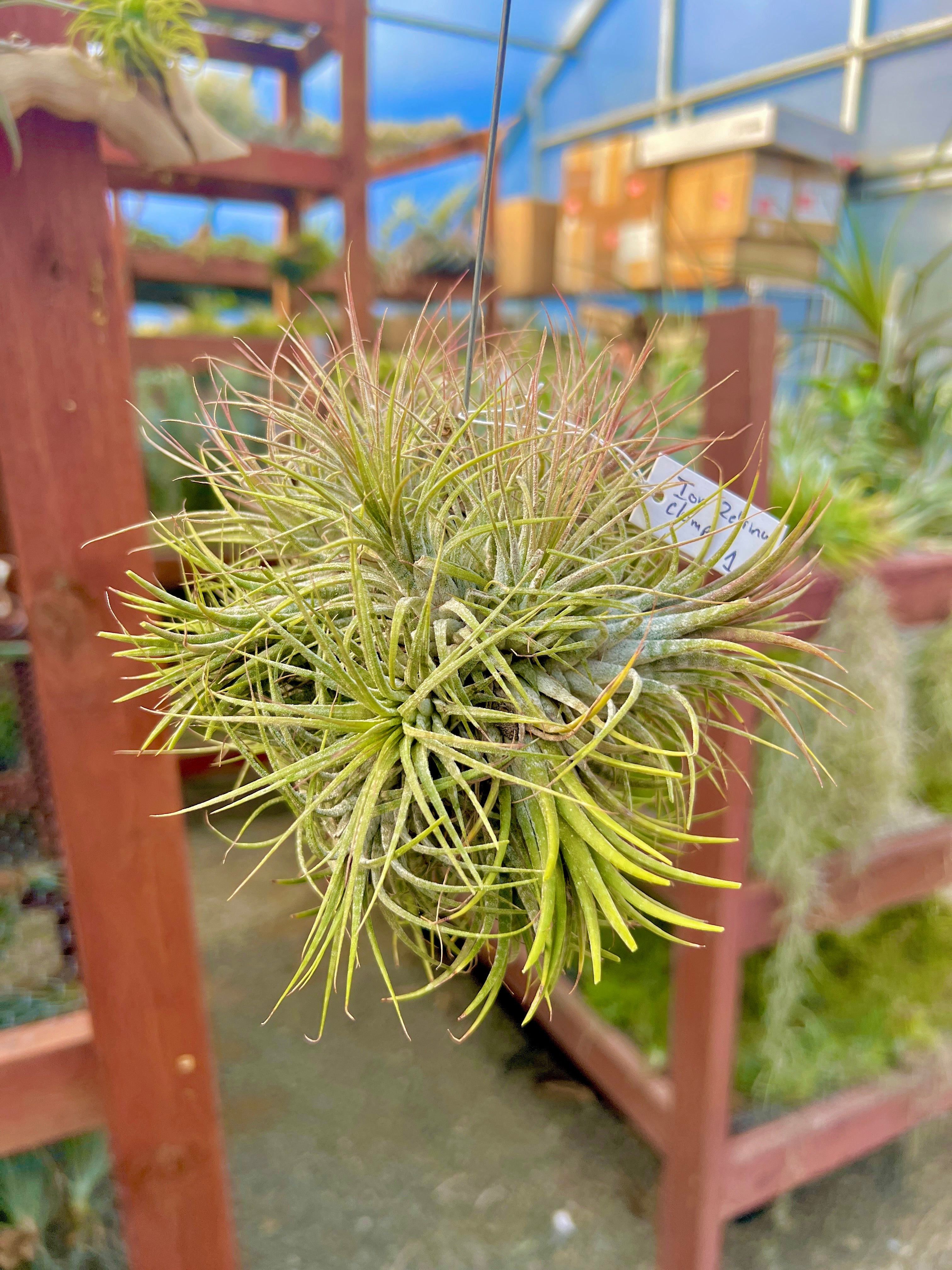 XL デンス イオナンタ 吊り下げ標本