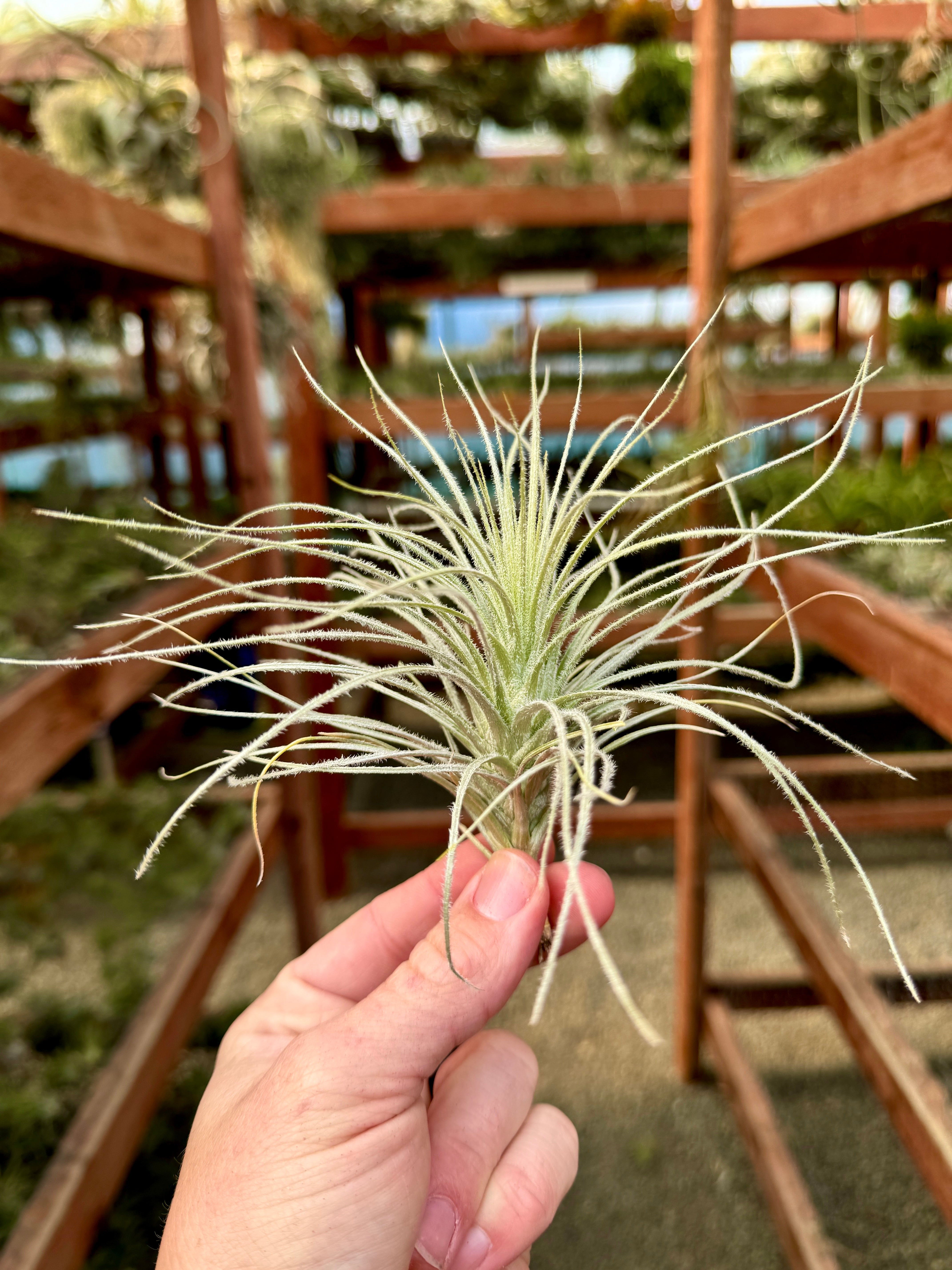 テクトラム ペルー ラージ – Air Plant Hub