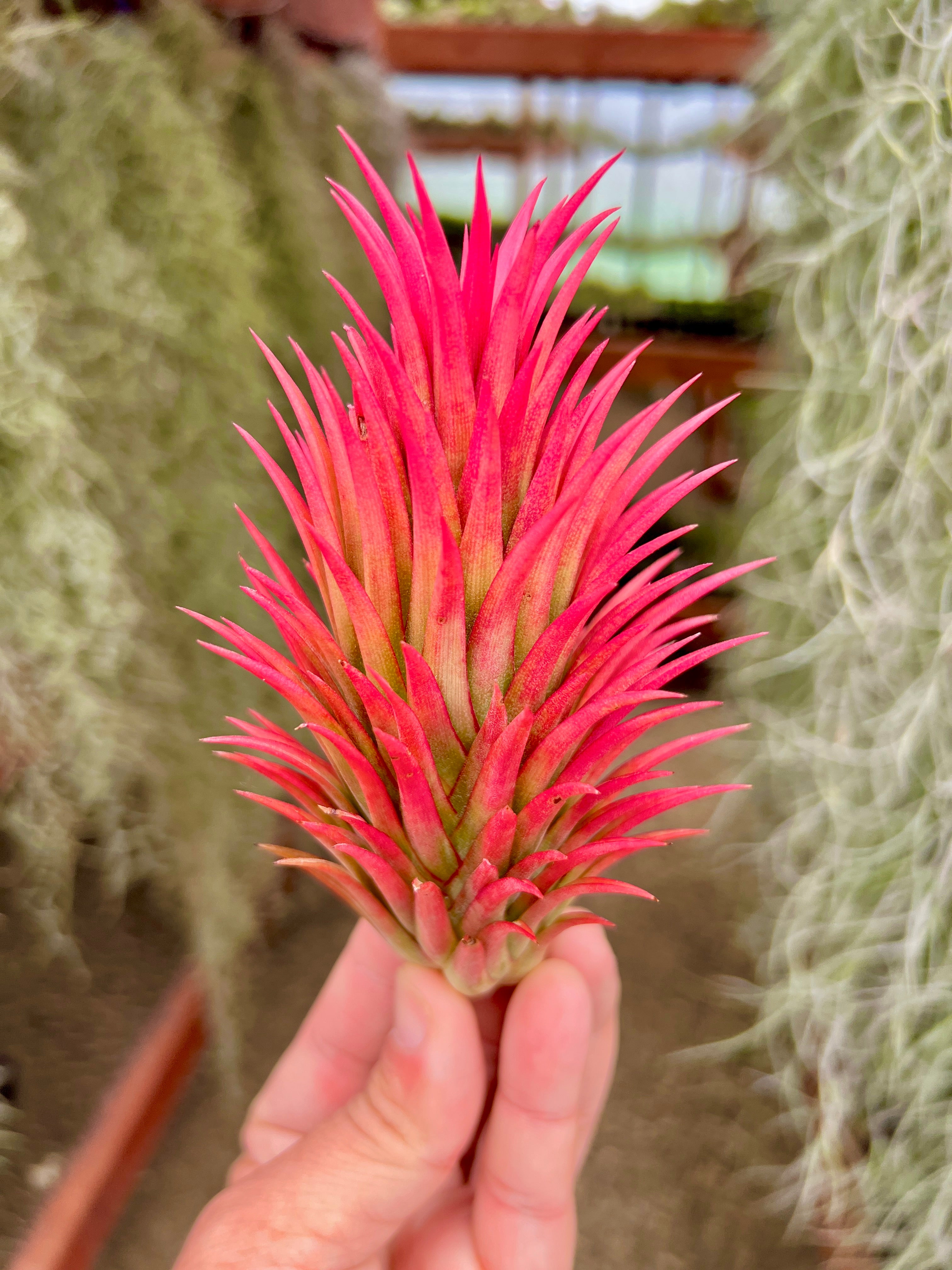 XL プレミアム イオナンサ セレクション