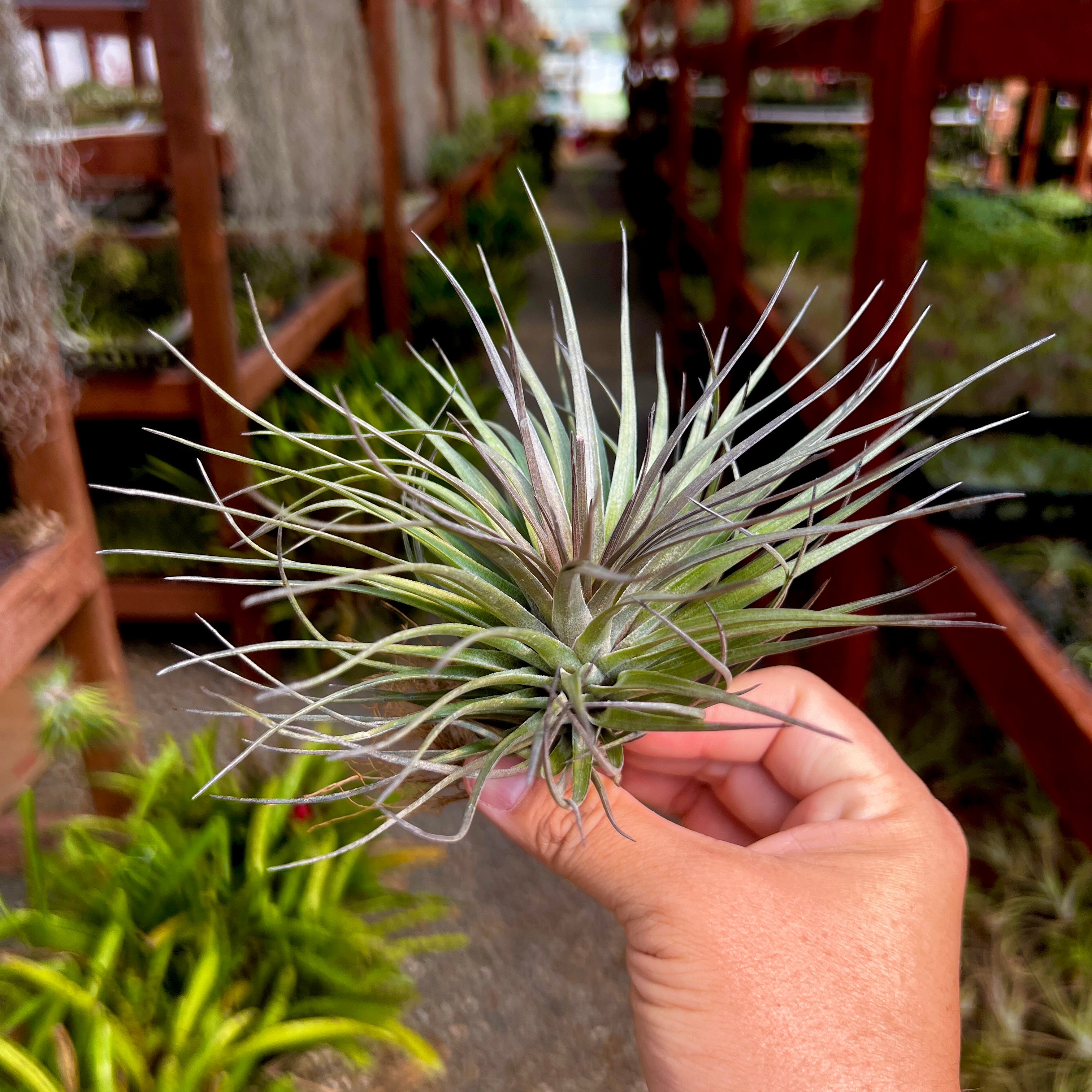 tillandsia stricta air plant Stricta Iridescent Medium