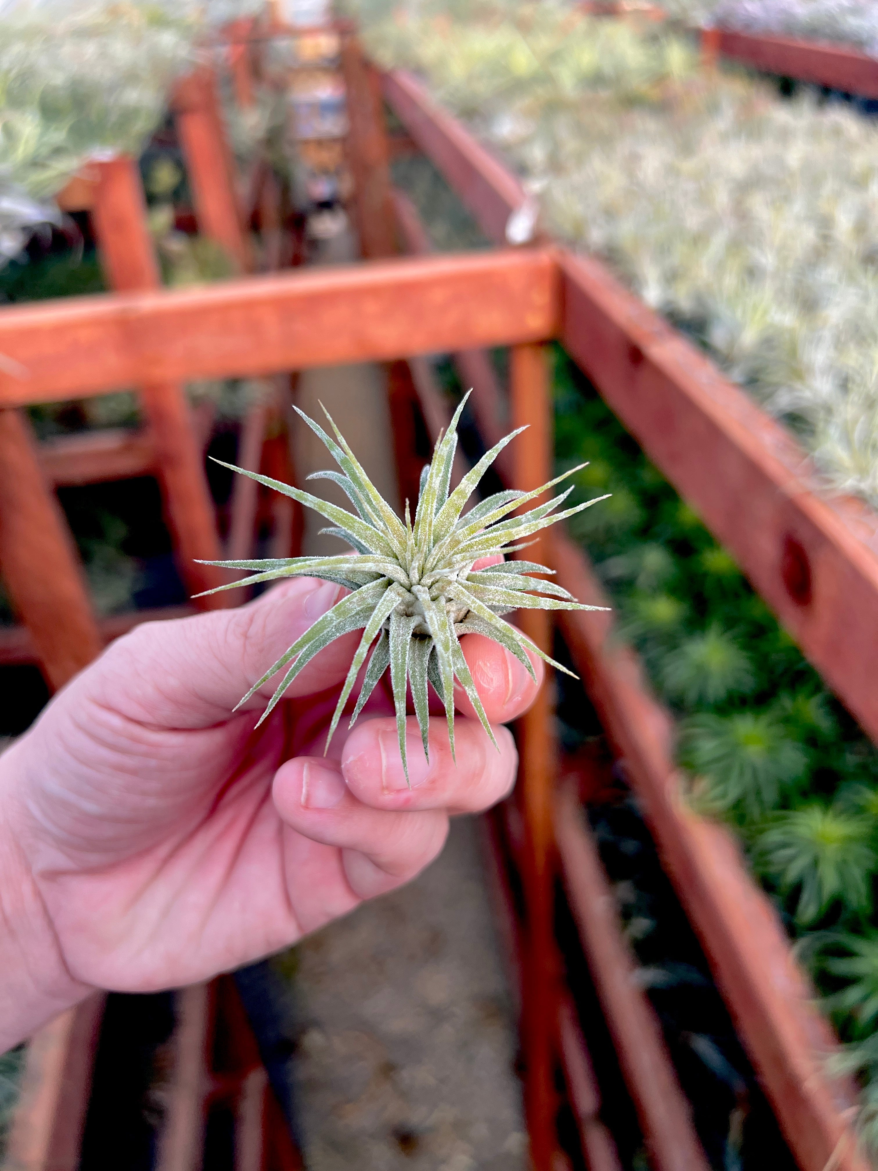 Ionantha Zebrina <br> (Light Banding)